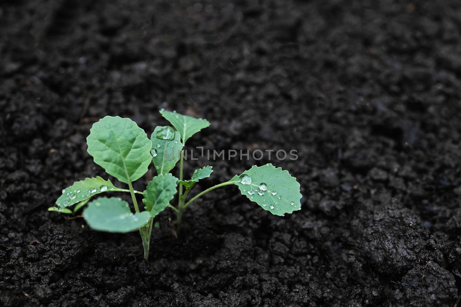 young cale sprout grows on a bed. little kale vegetable in the garden bed. green kale leaves while watering.