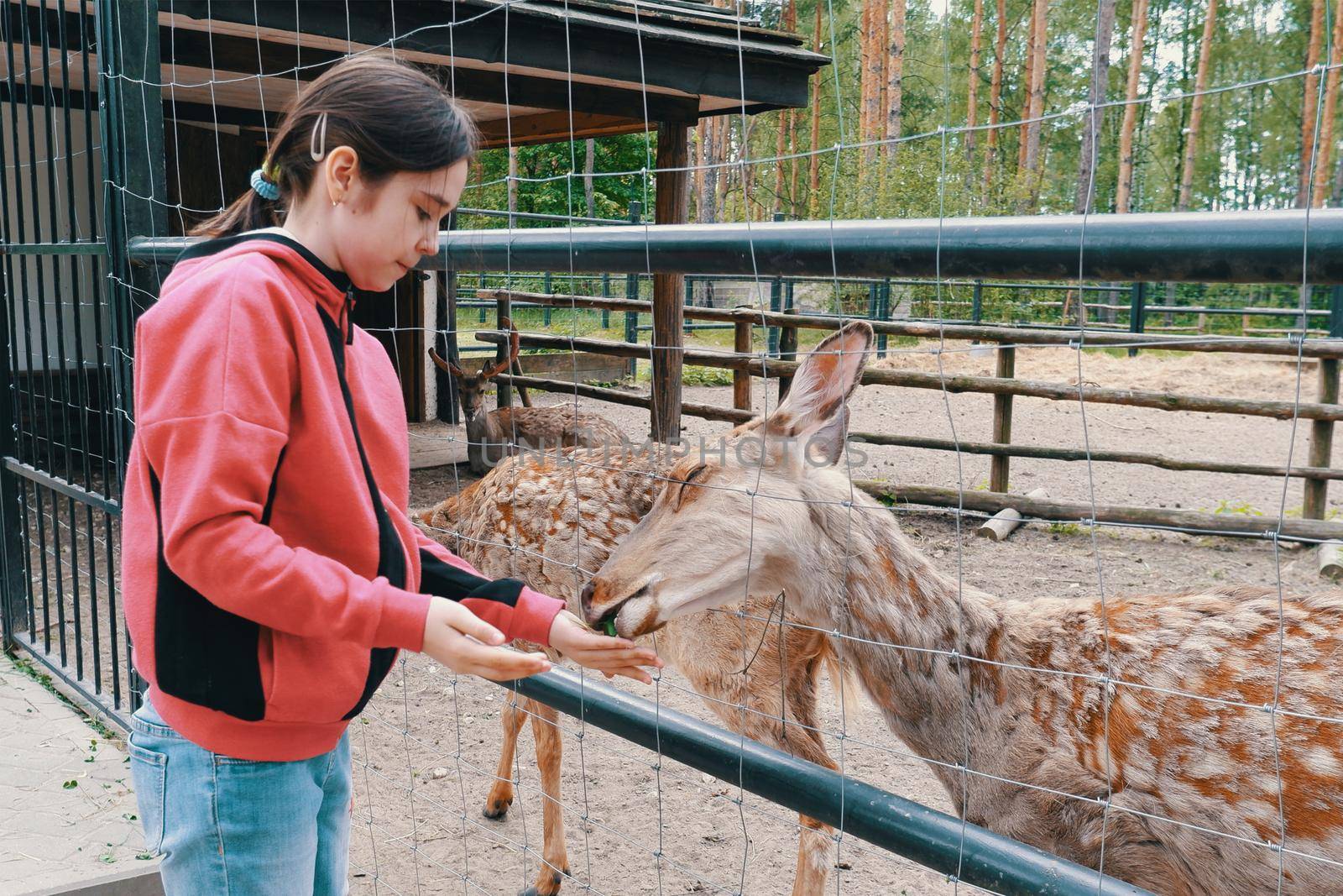Girl feeding a deer at the zoo