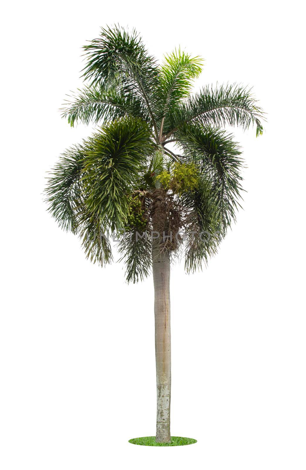 Beautiful green palm tree isolated on white background. by Gamjai