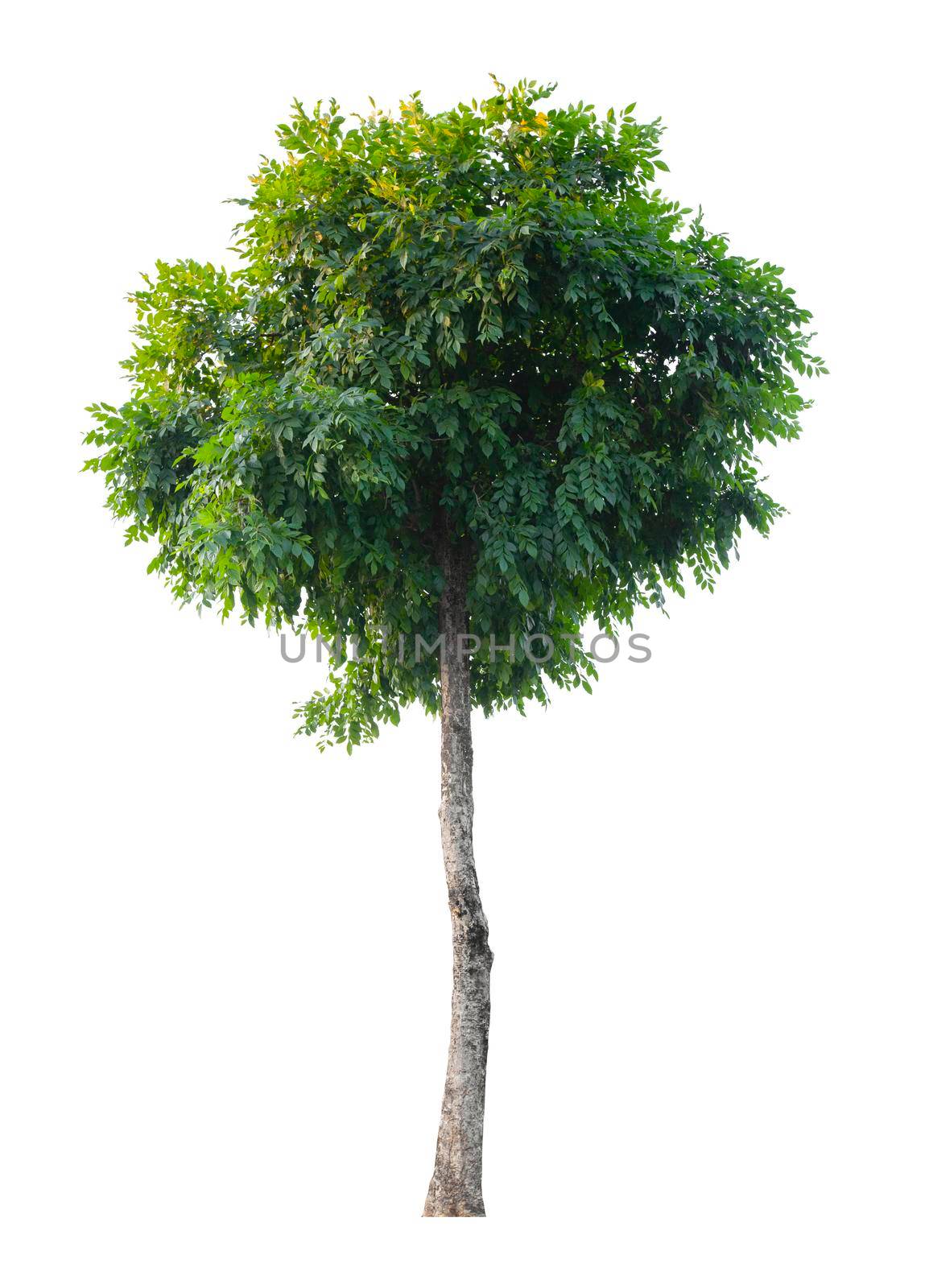 Tree isolated on white background, With Clipping path. by Gamjai