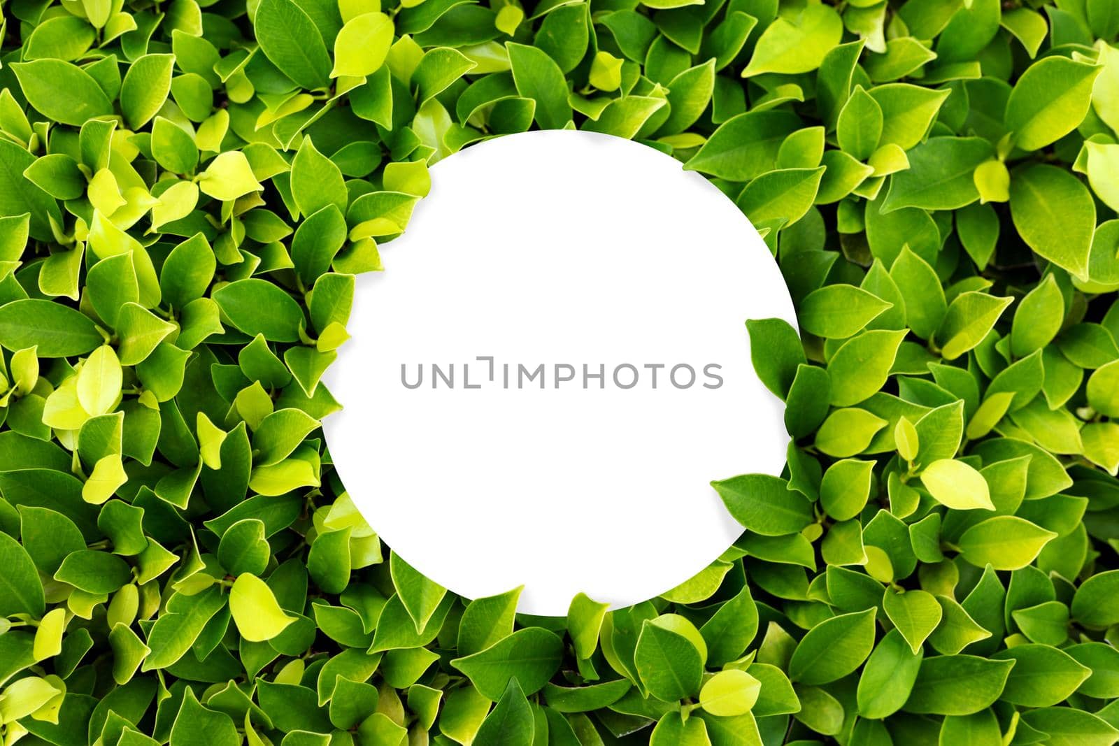 Green leaf background. Leaves texture. White blank round copyspace