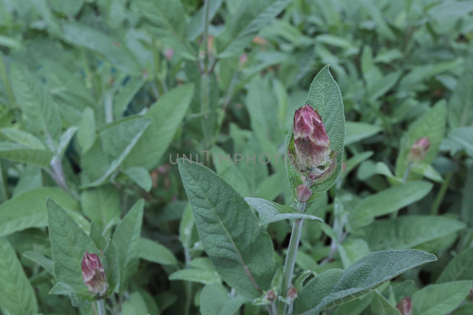 Clary Sage bud and leaves. Aromatic sage young sprout in bloom with purple and violet little flowers growing in herb garden. Salvia viridis blossom, medicinal herb