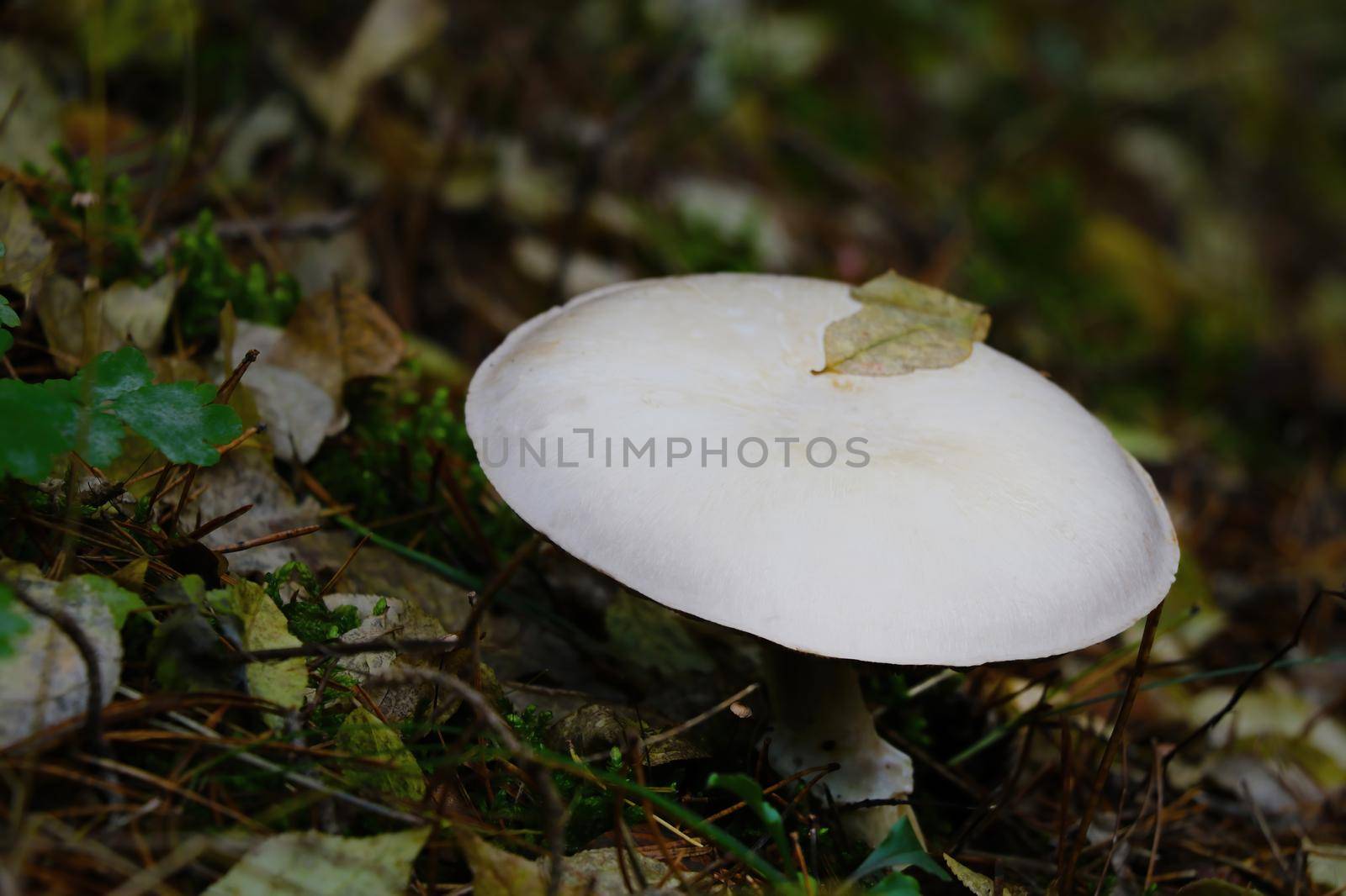 Close-up of a white mushroom in the forest, out of focus