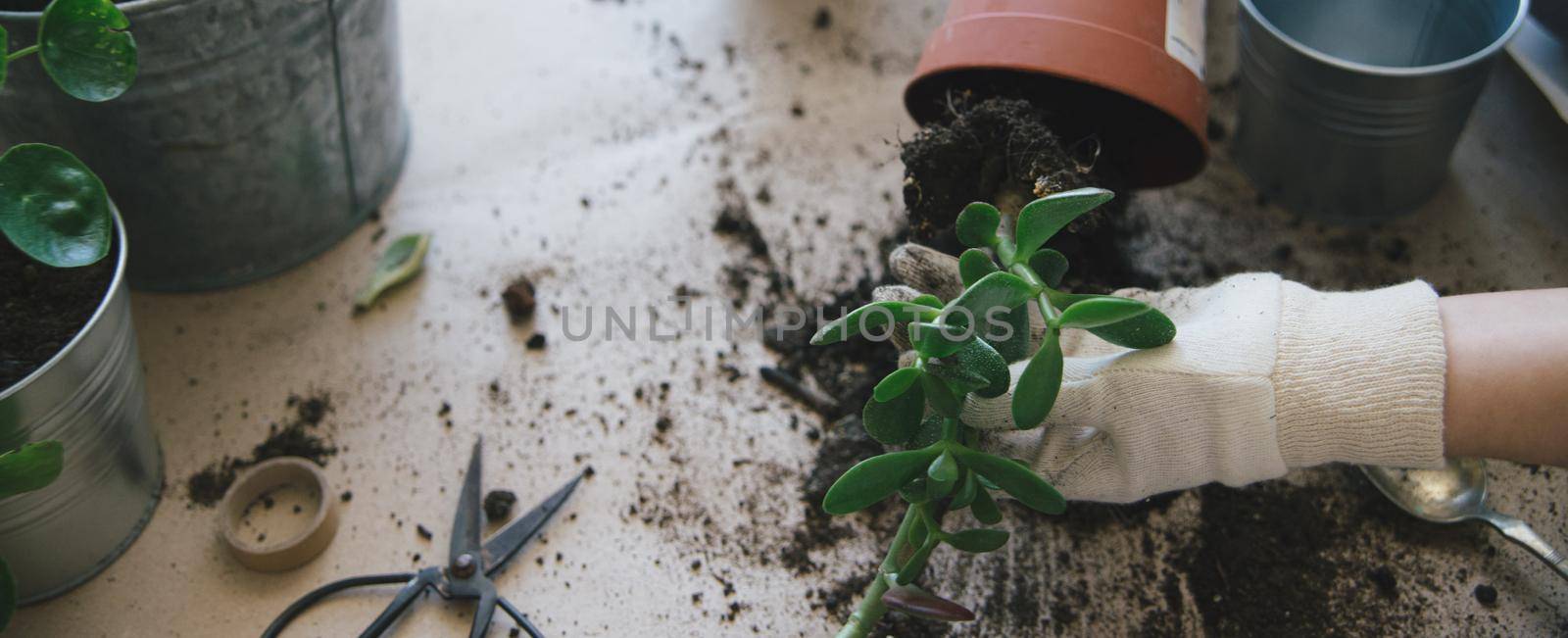 woman hands repotting house plant. indoor photo. High quality photo