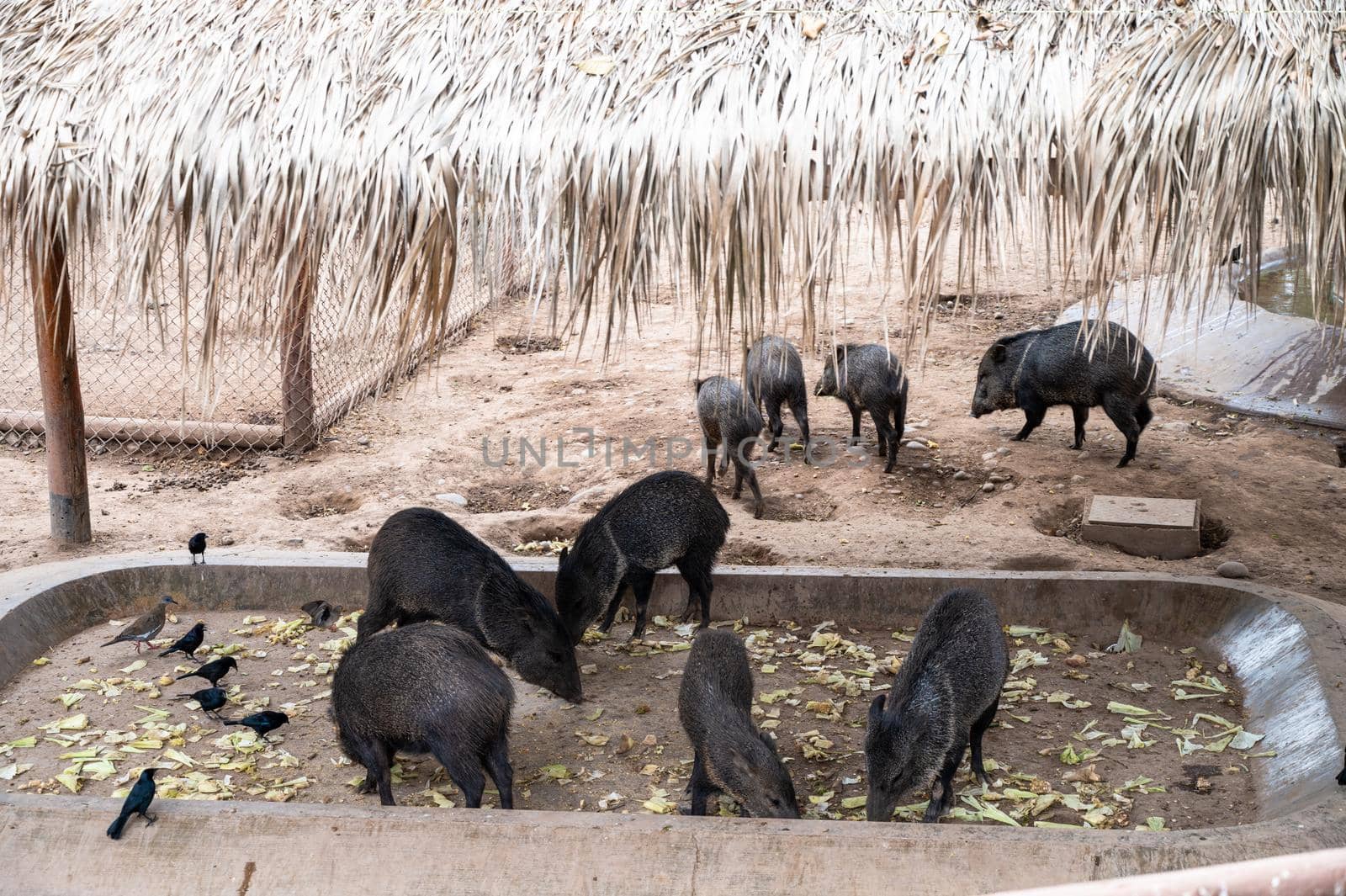 Collared peccary eating in an animal enclosure in Peru