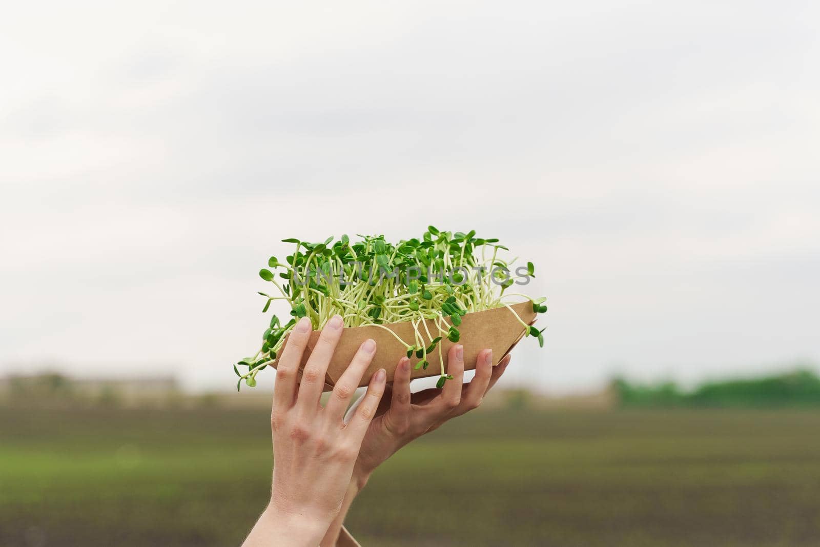Microgreen with soil in hands closeup. Girl touches green microgreen of sunflower seeds in hands. green microgreen advert.