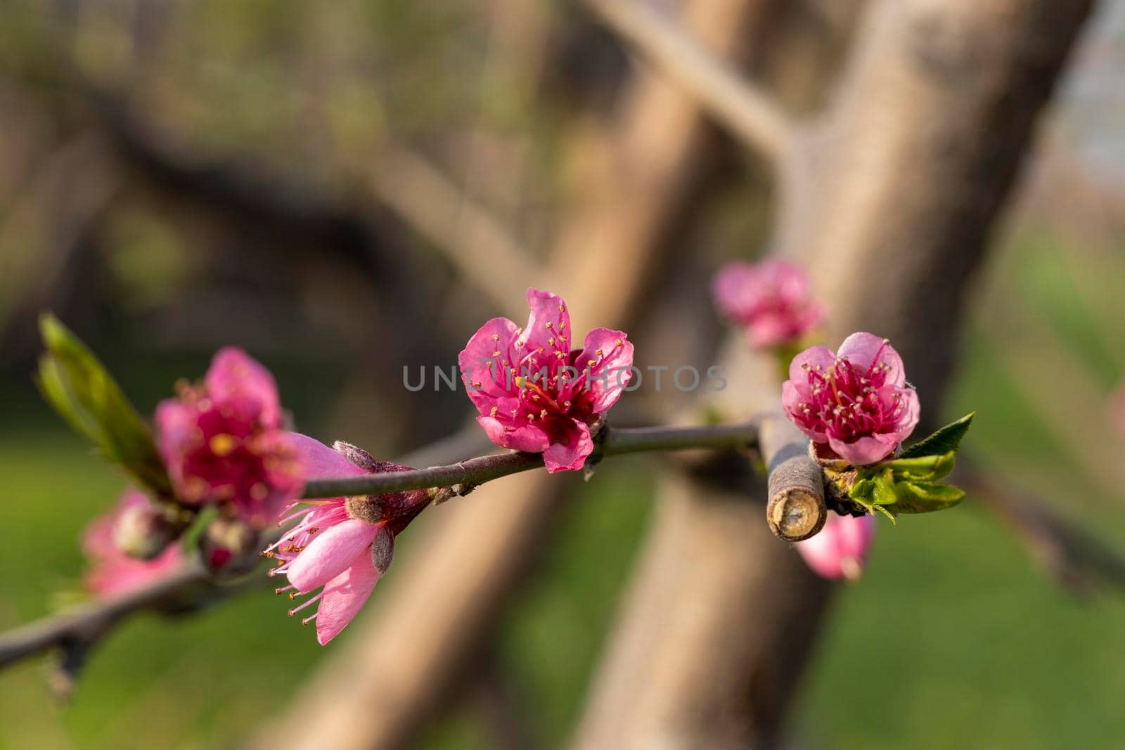 Closeup view of a peach fruit flowers