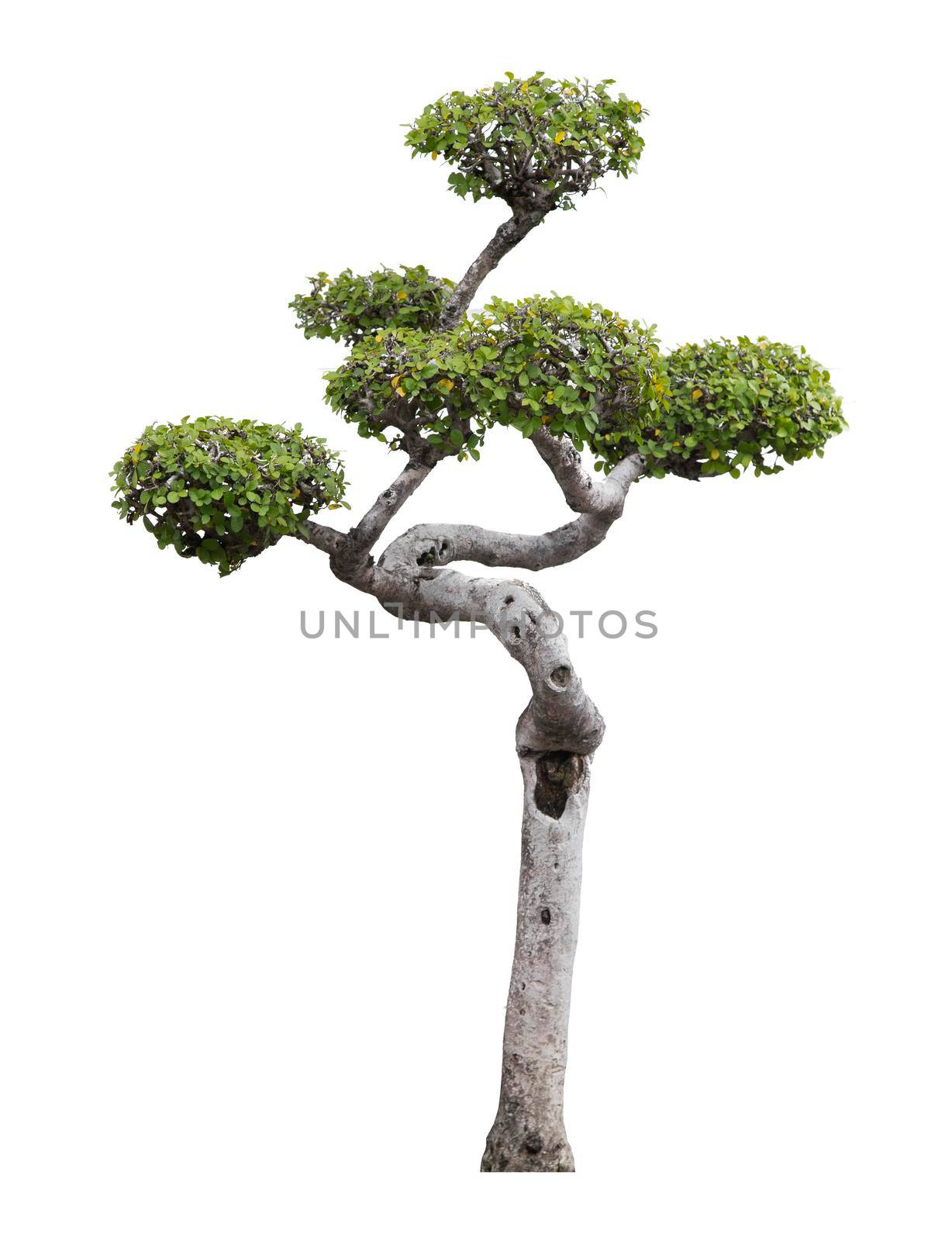 Branches of dwarf isolated on white background with clipping path by Gamjai