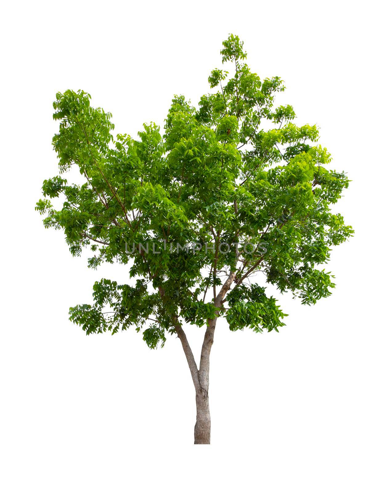 Single Tree isolated on white background, With Clipping path. by Gamjai