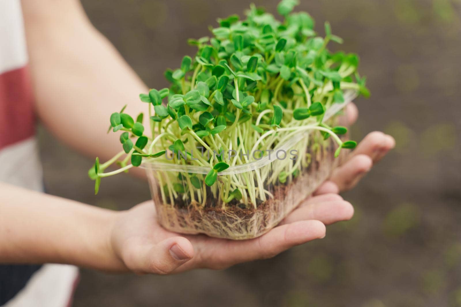 Microgreen in hands closeup. Man holds green microgreen of sunflower seeds in hands. Healthy vegeterian food delivery by Rabizo