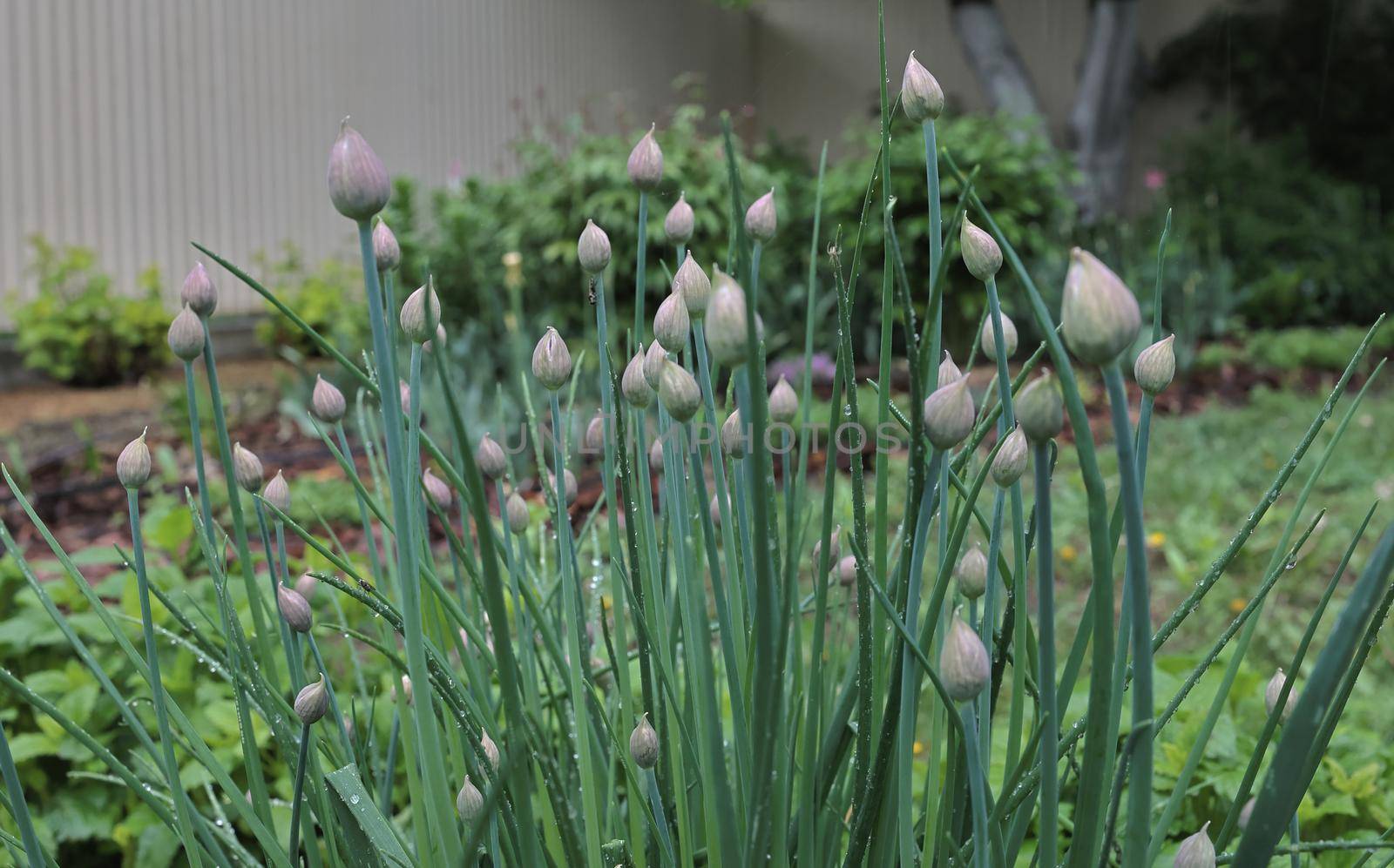 Lush chives with purple buds in the garden. Bud of purple chives plant in spring garden. Perfect healthy herb flowers.