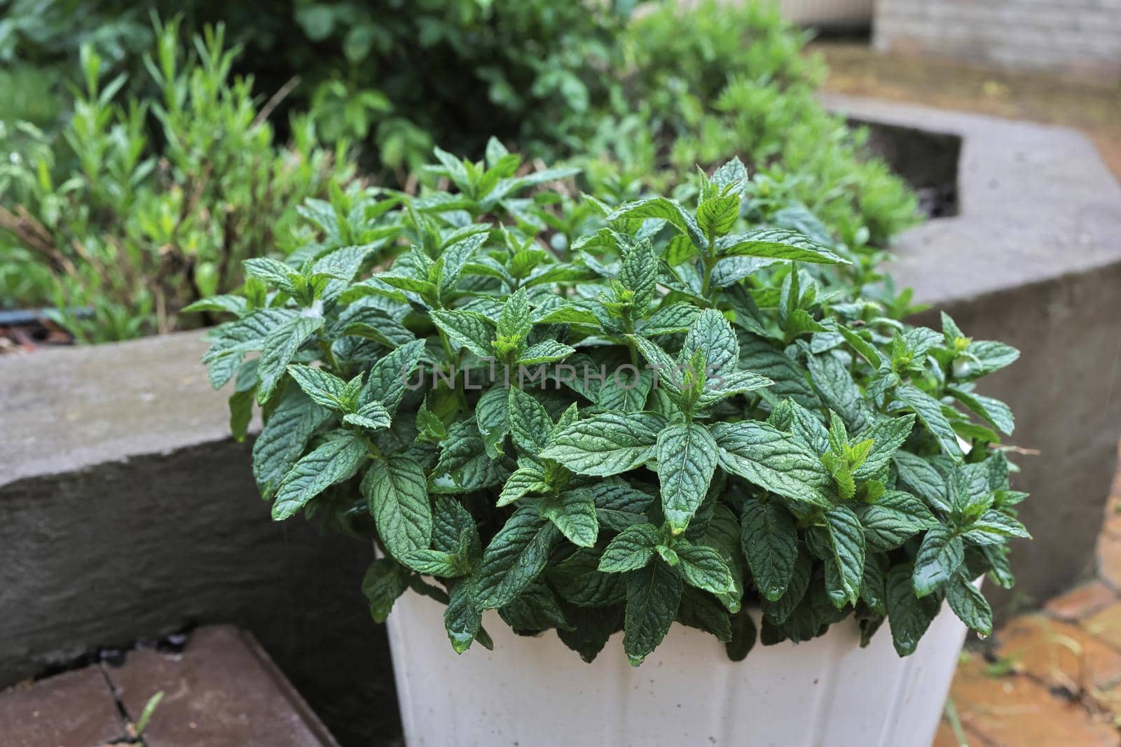 close-up of a mint plant growing outdoors in a white flower pot by Proxima13