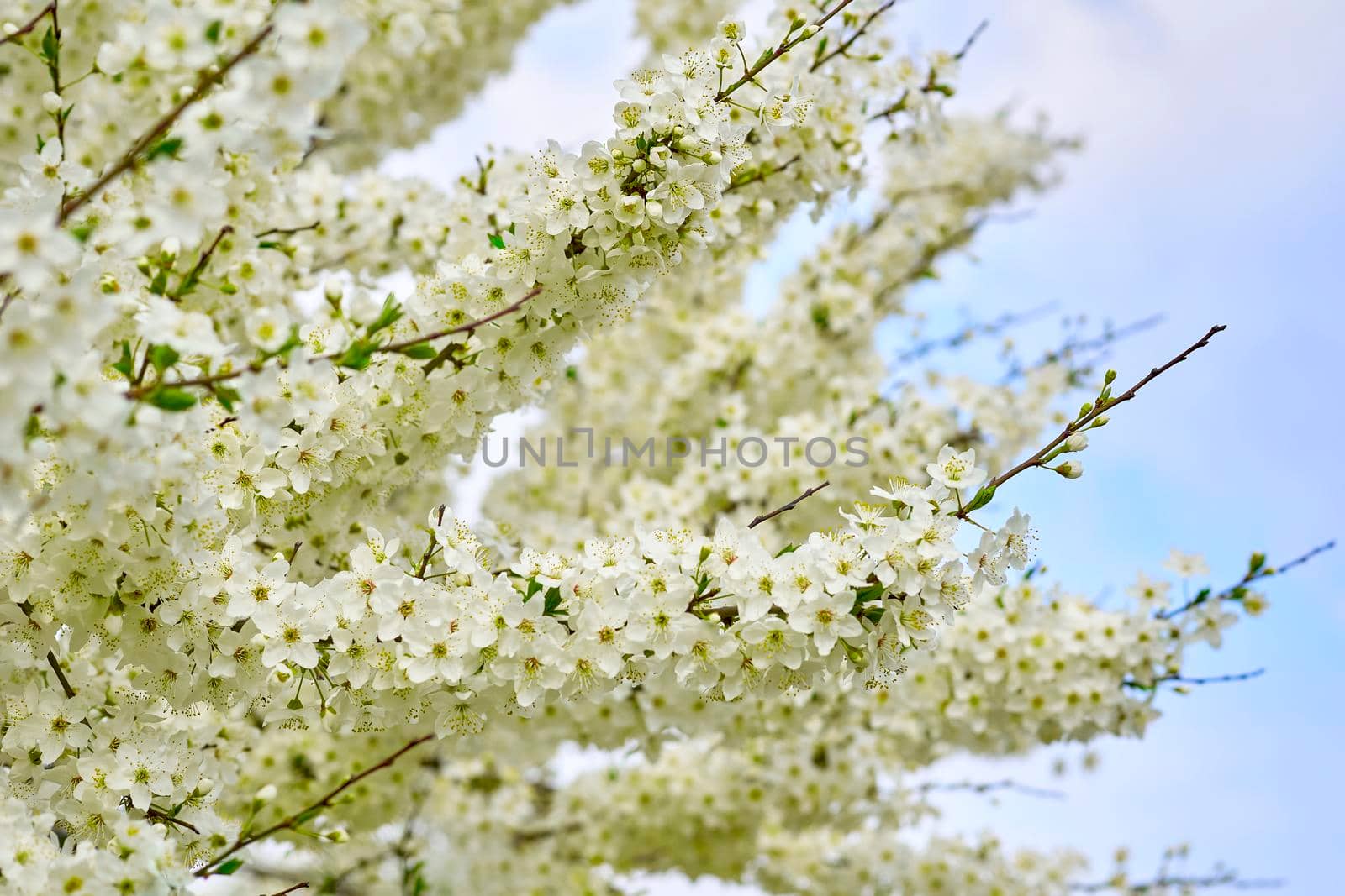 Beautiful white spring flowers against the blue sky. by jovani68