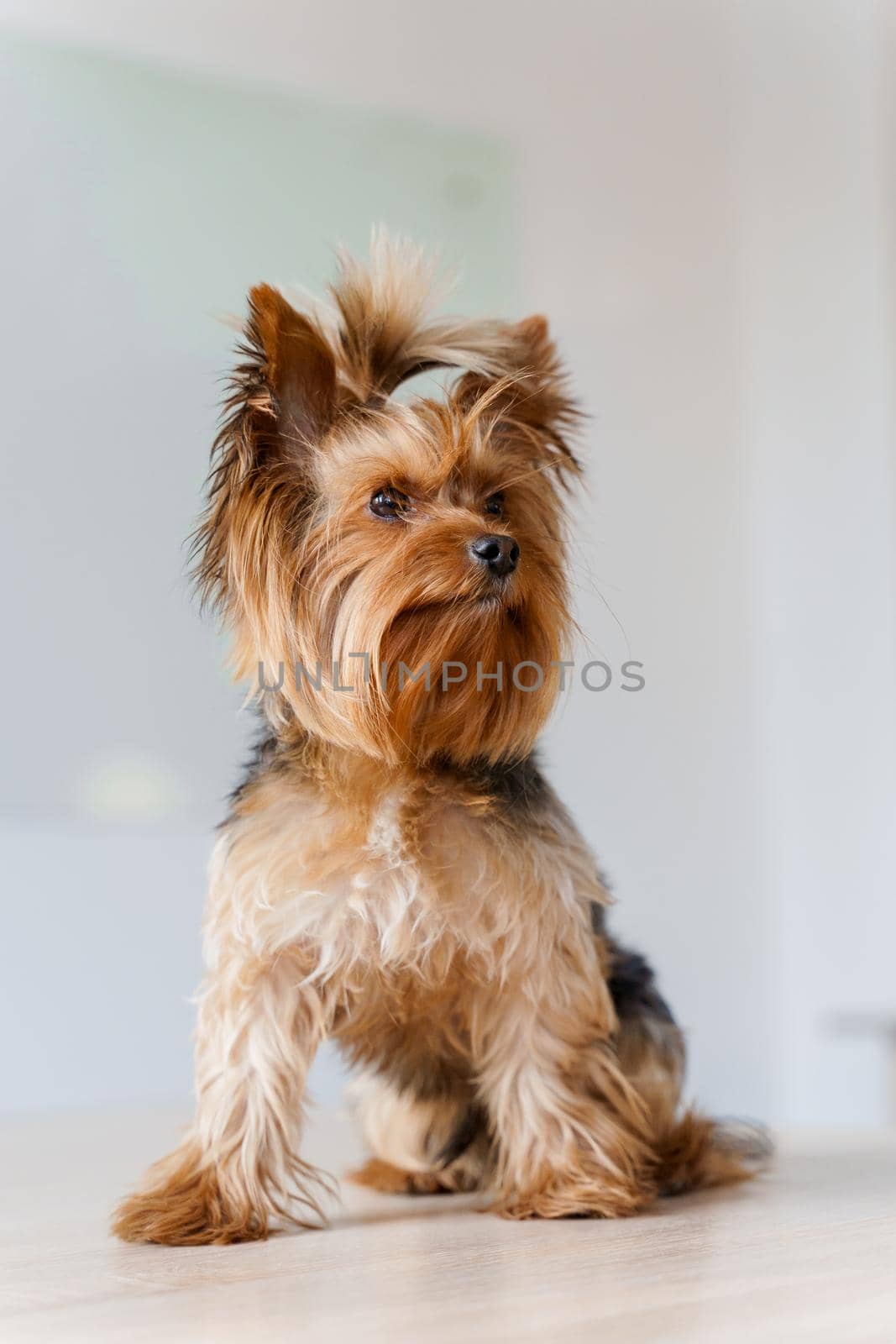 Cute yorkshire terrier sits on a white background. Portrait of adorable dog. A little lovely dog is smiling. A happy pet is waiting for reward.