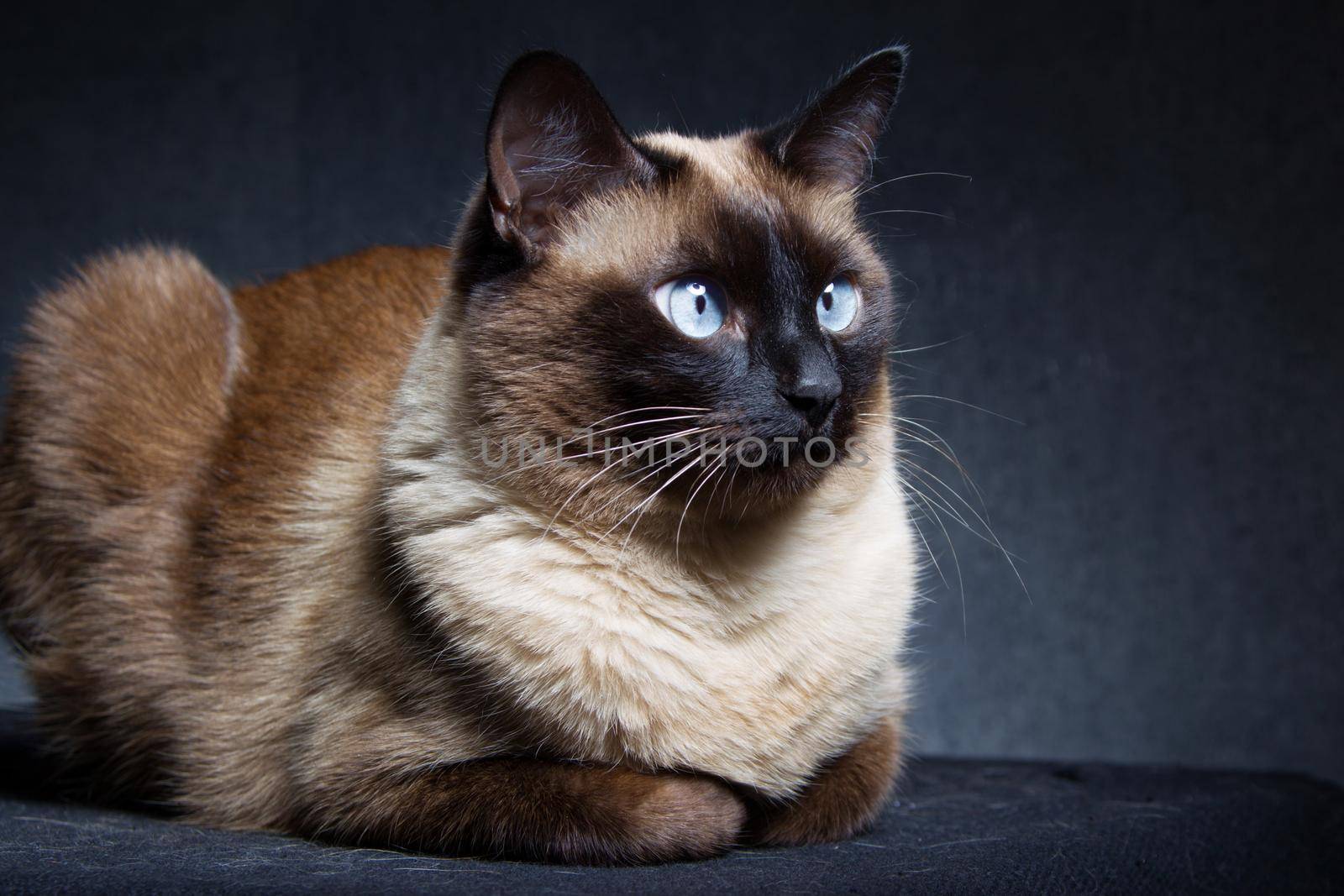 Siamese cat on a black studio background