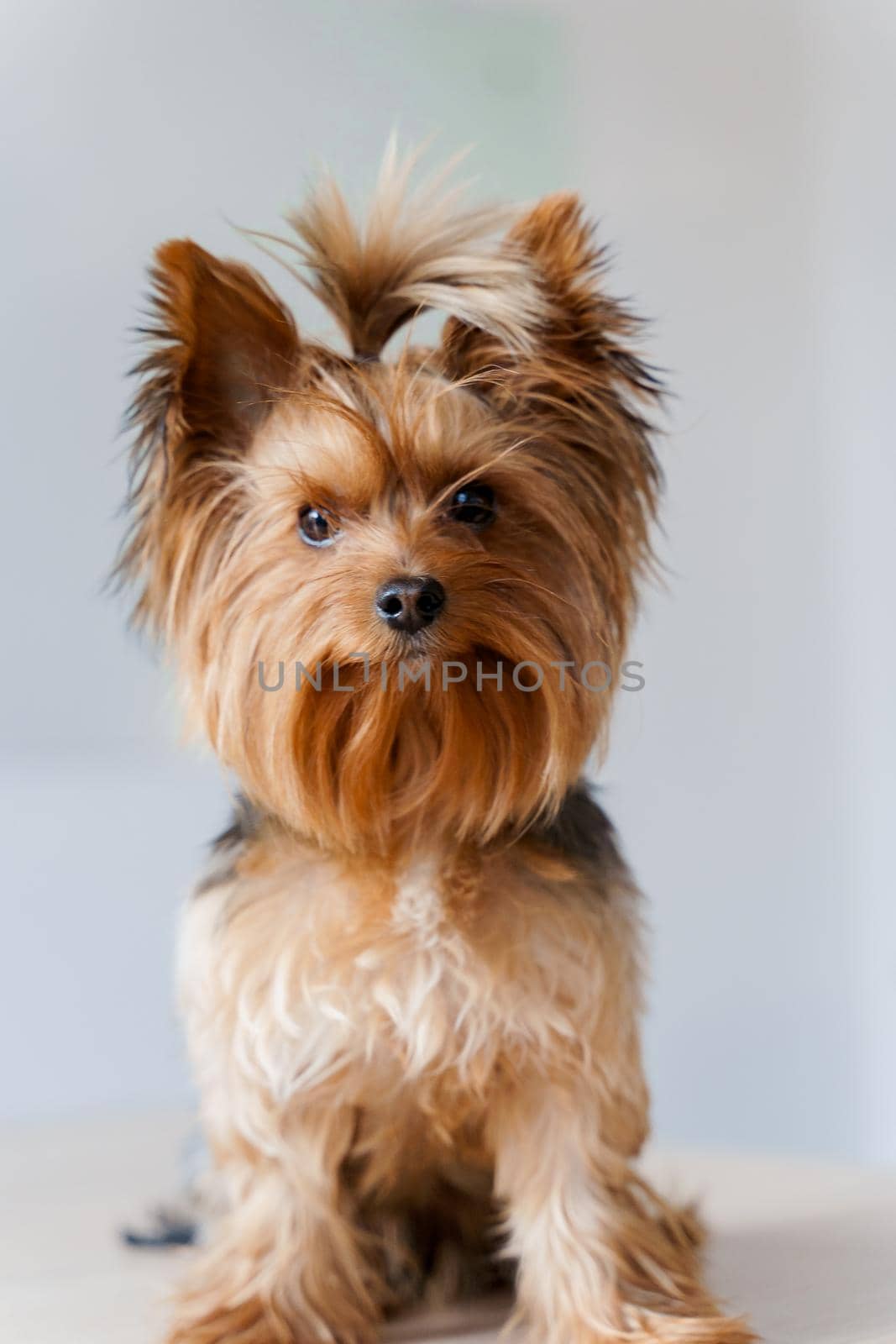 Cute yorkshire terrier sits on a white background. Portrait of adorable dog. A little lovely dog is smiling. A happy pet is waiting for reward