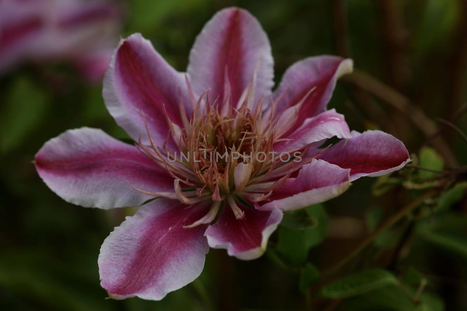 Purple flower blossom close up Clematis viticella family ranunculaceae botanical high quality big size print