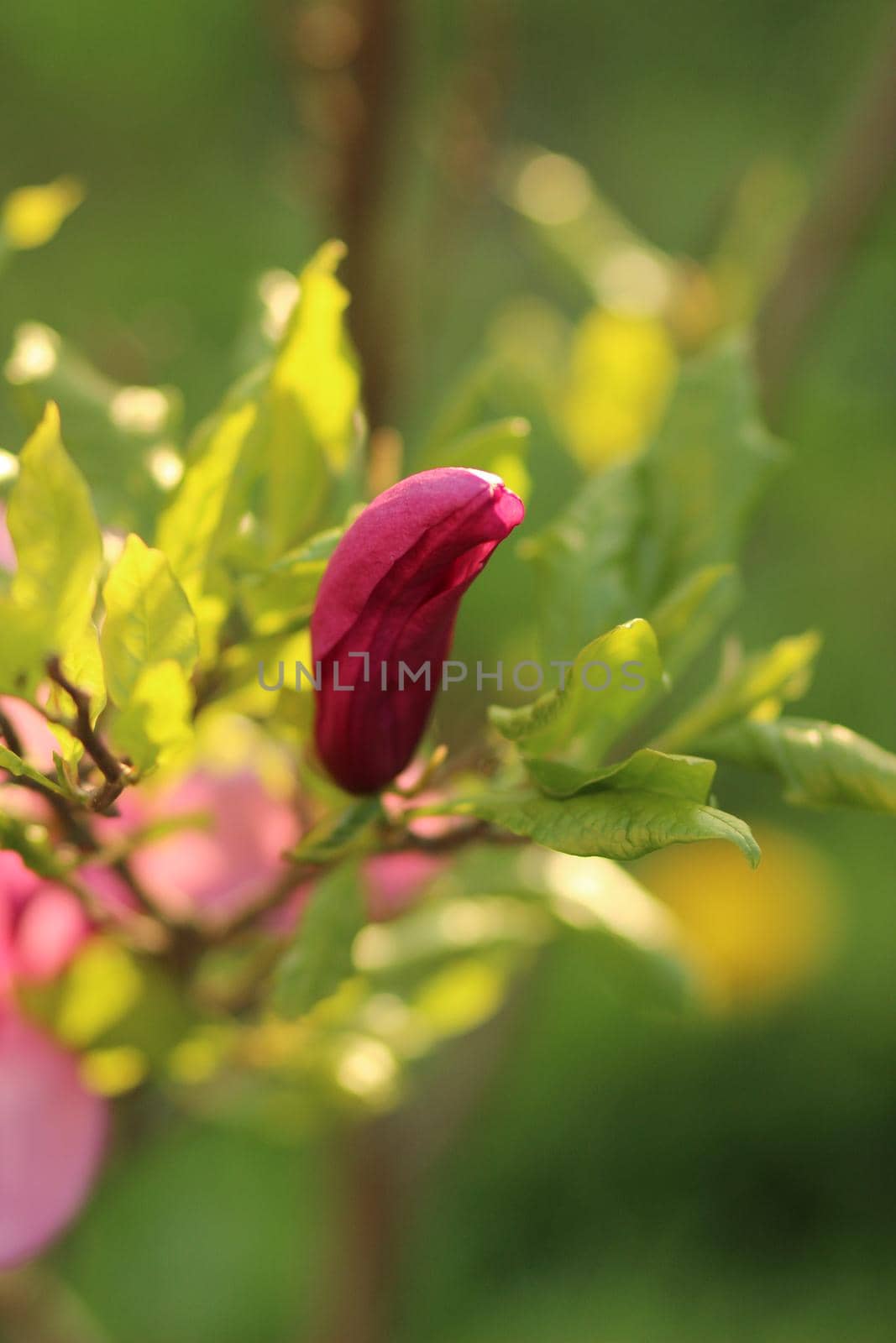Closeup of pink magnolia flowers outdoors in spring time on defocused green leaves background. Shallow focus
