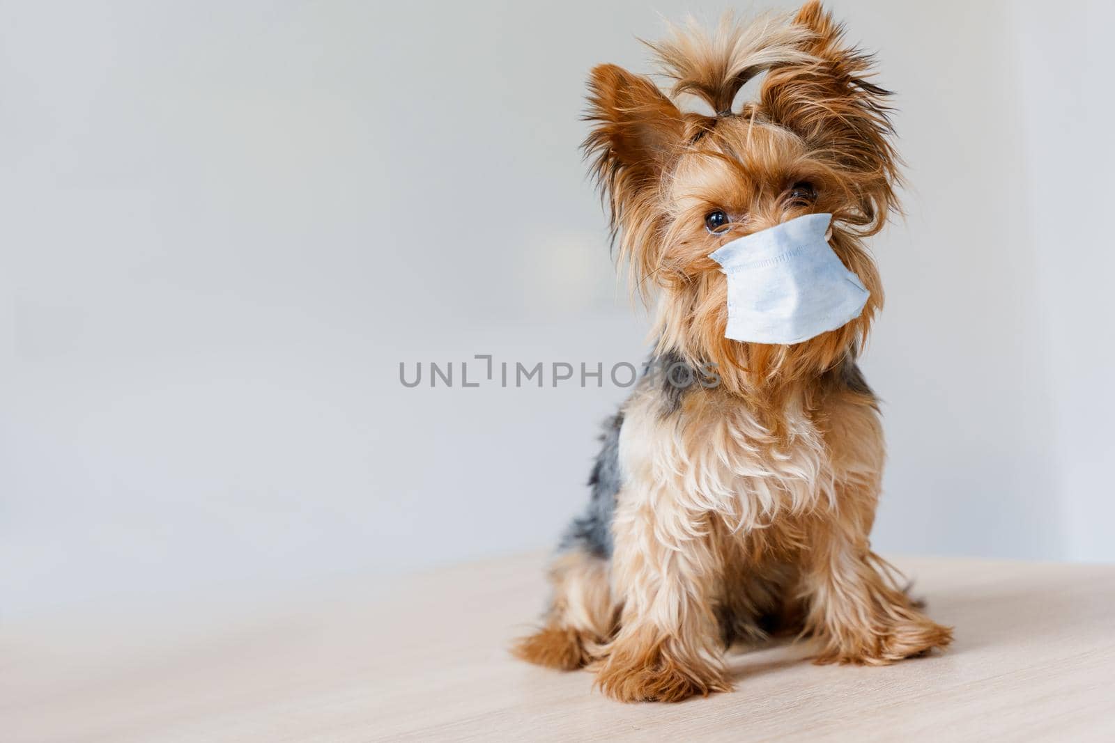 Cute dog in surgical mask for coronavirus prevention in front of white background. Pandemic. Health care dog concept. Yorkshire terrier in medical mask.
