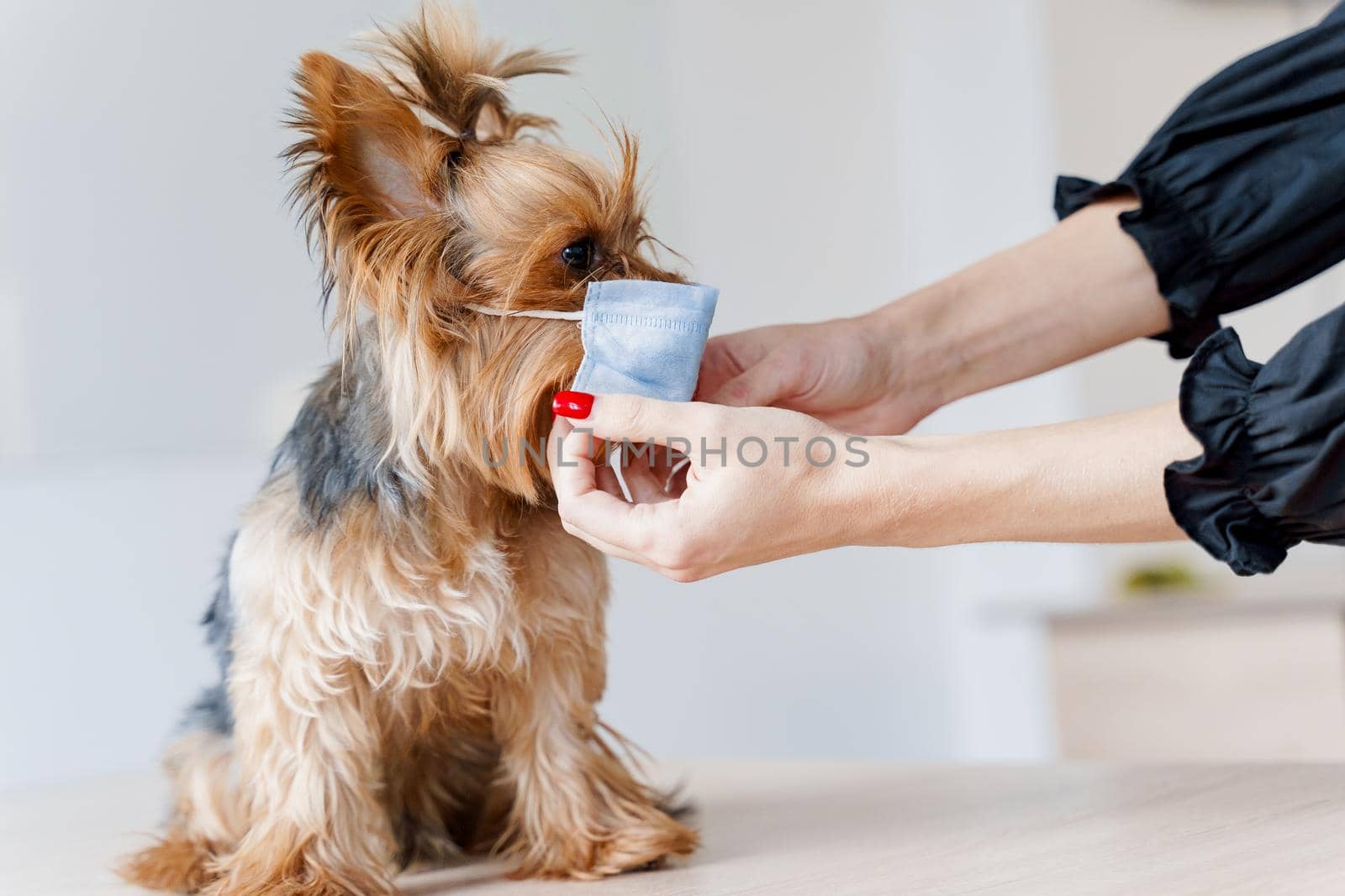 Dog in a surgical medical mask. Put medical mask on cute yorkshire terrier on a white background. Pet care and coronavirus protection. Veterinary clinic