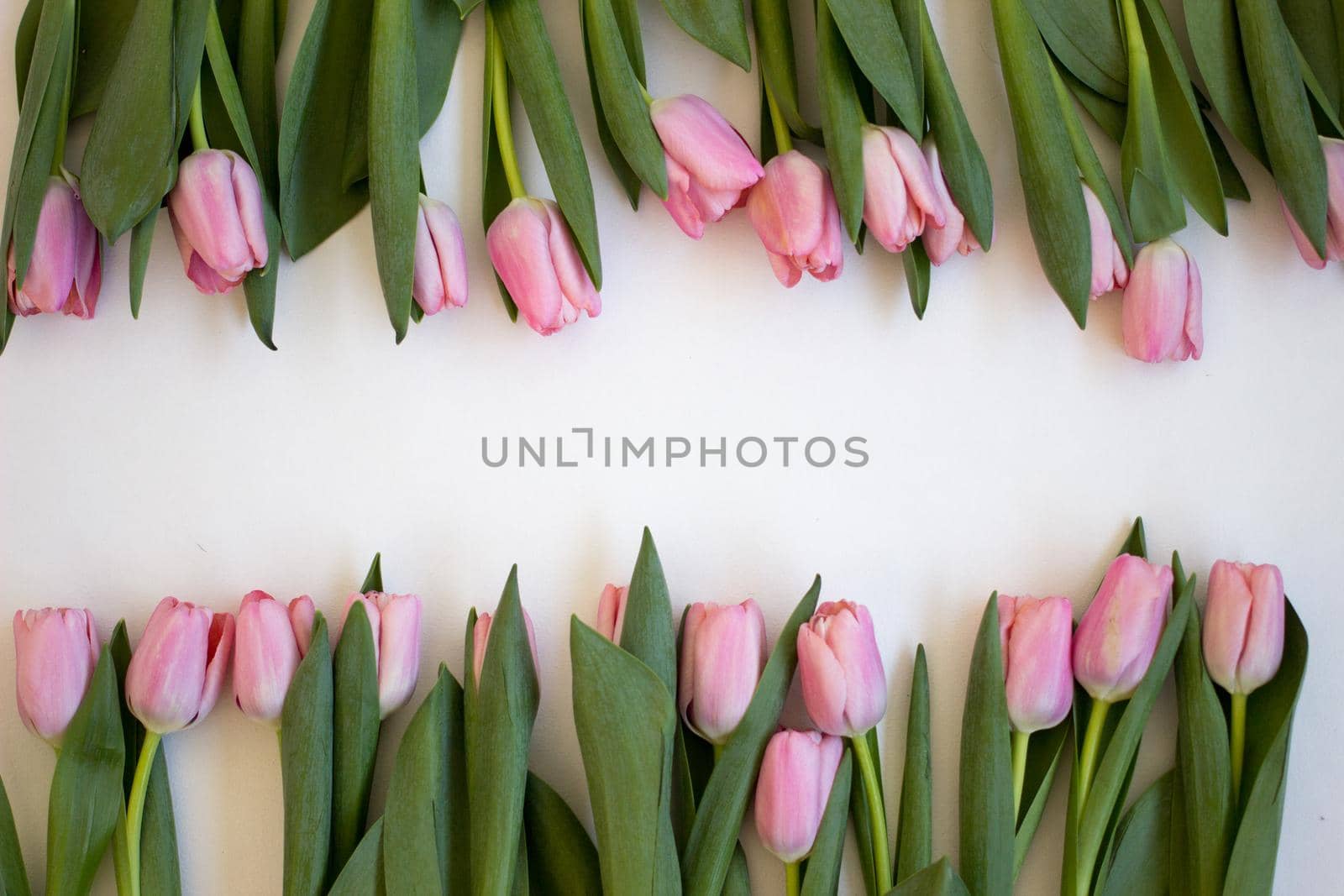 Pink tulips on gray abstract background. Flat lay. Top view. Spring concept. Flowers aestetic.