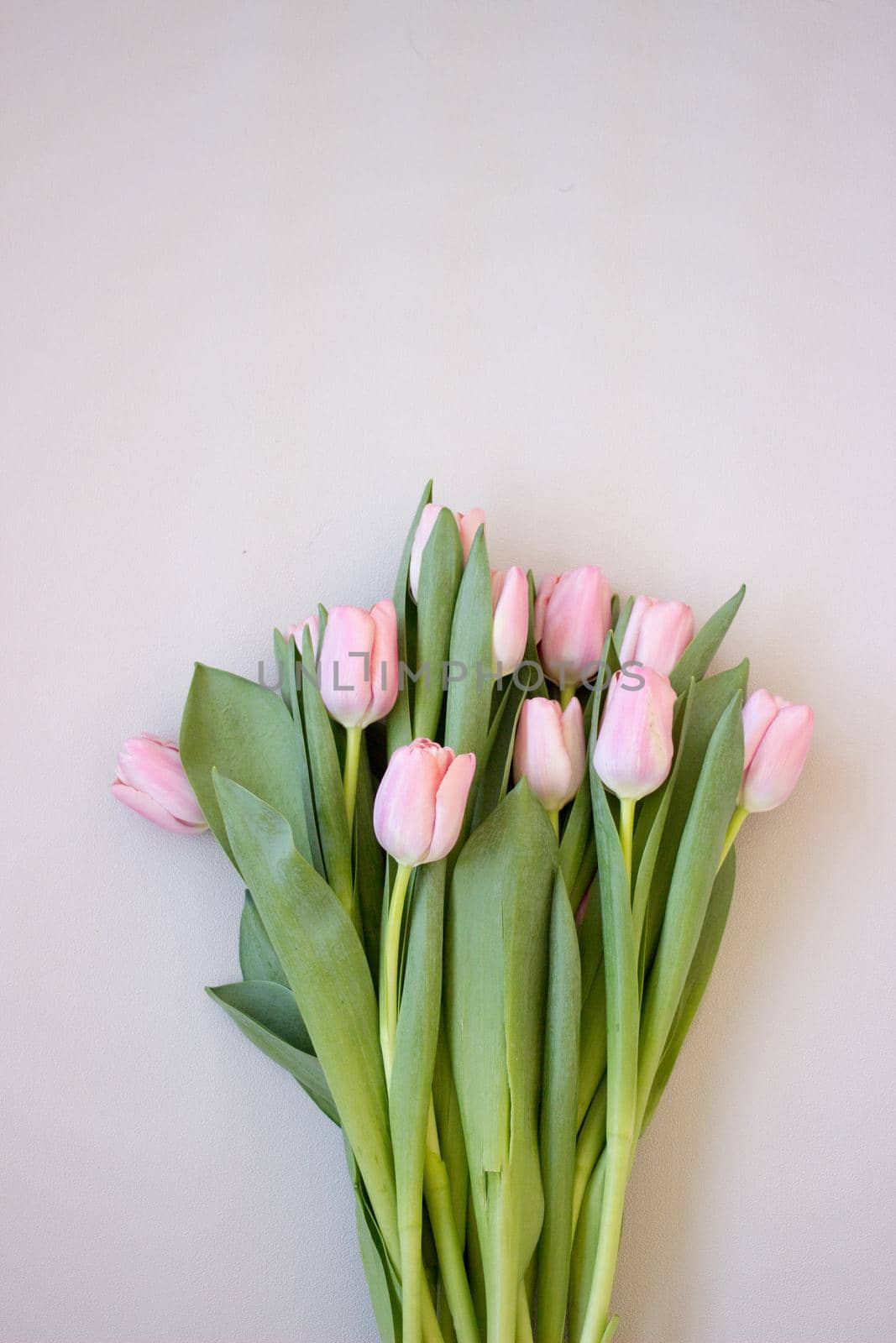 Pink tulips on gray abstract background. Flat lay. Top view. Spring concept. Flowers aestetic.