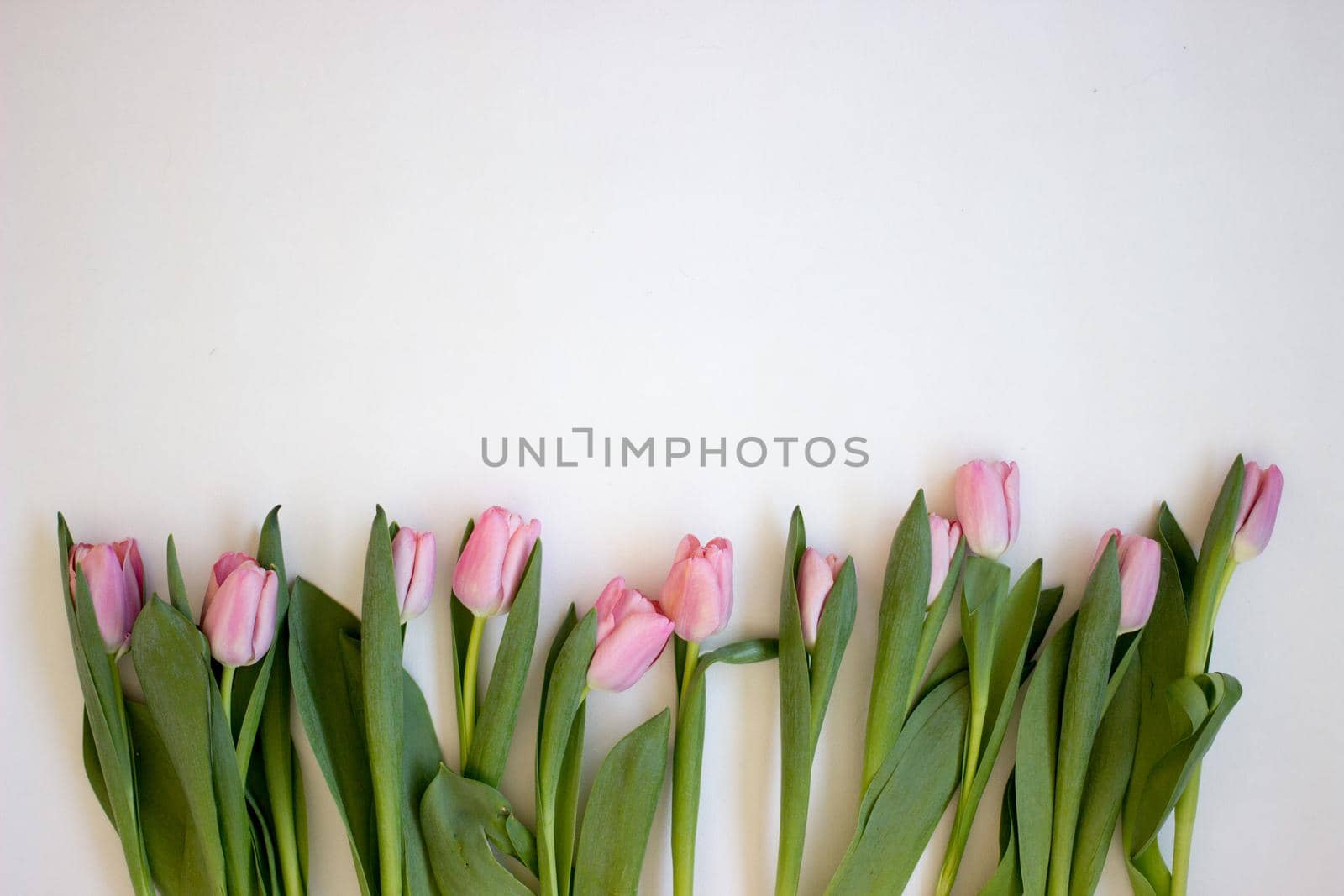 Pink tulips on gray abstract background. Flat lay. Top view. Spring concept. Flowers aestetic by KatrinBaidimirova