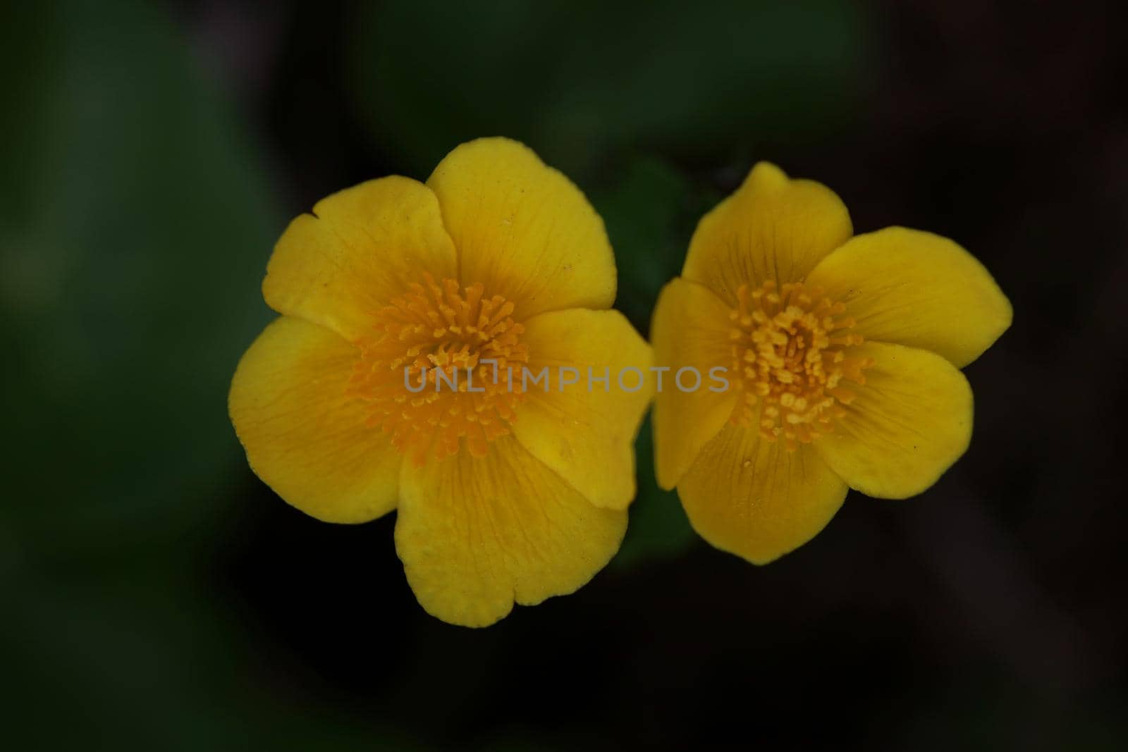 Yellow flower close up background Caltha palustris family ranunculaceae blossoming botanical modern high quality big size print by BakalaeroZz