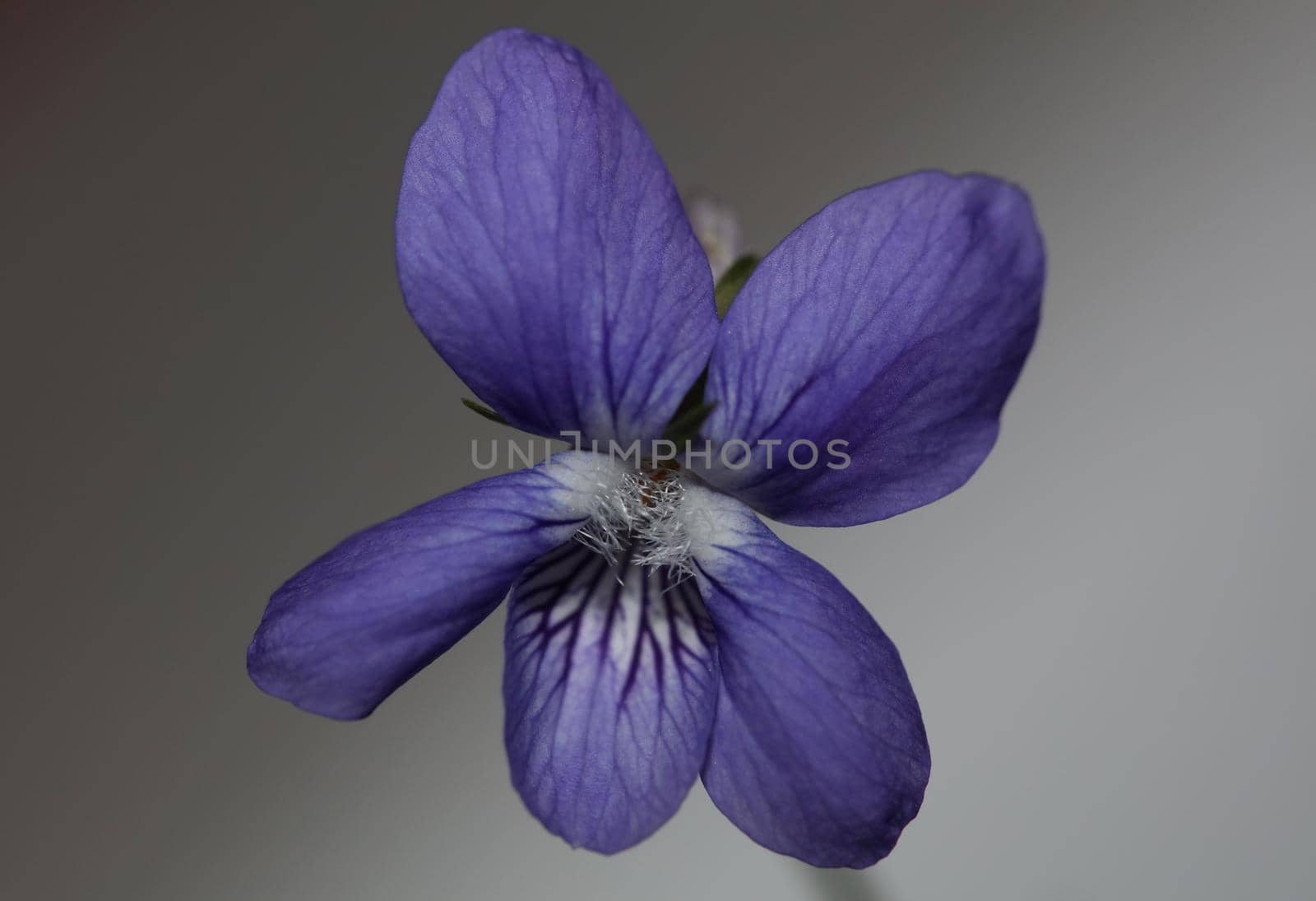 Purple flowering blossom close up viola riviviana family violaceae botanical high quality big size print modern background