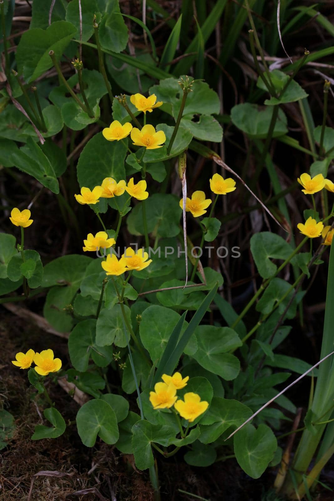 Yellow flower close up background Caltha palustris family ranunculaceae blossoming botanical modern high quality big size print by BakalaeroZz