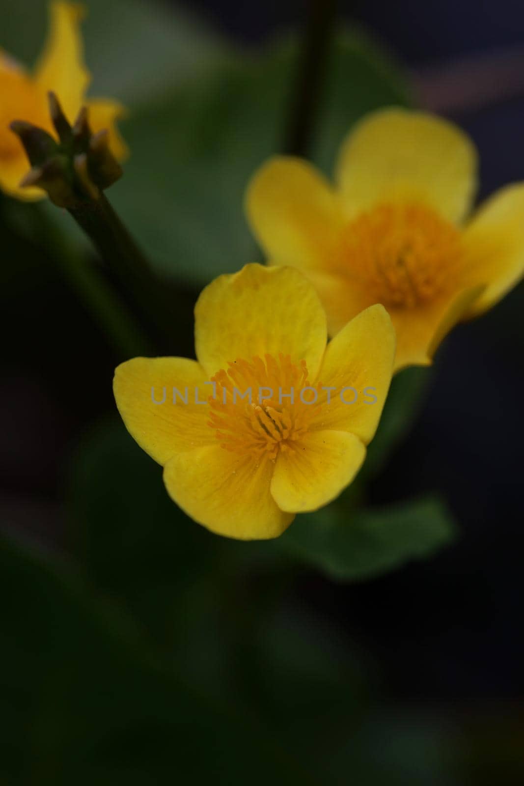 Yellow flower close up background Caltha palustris family ranunculaceae blossoming botanical modern high quality big size prints