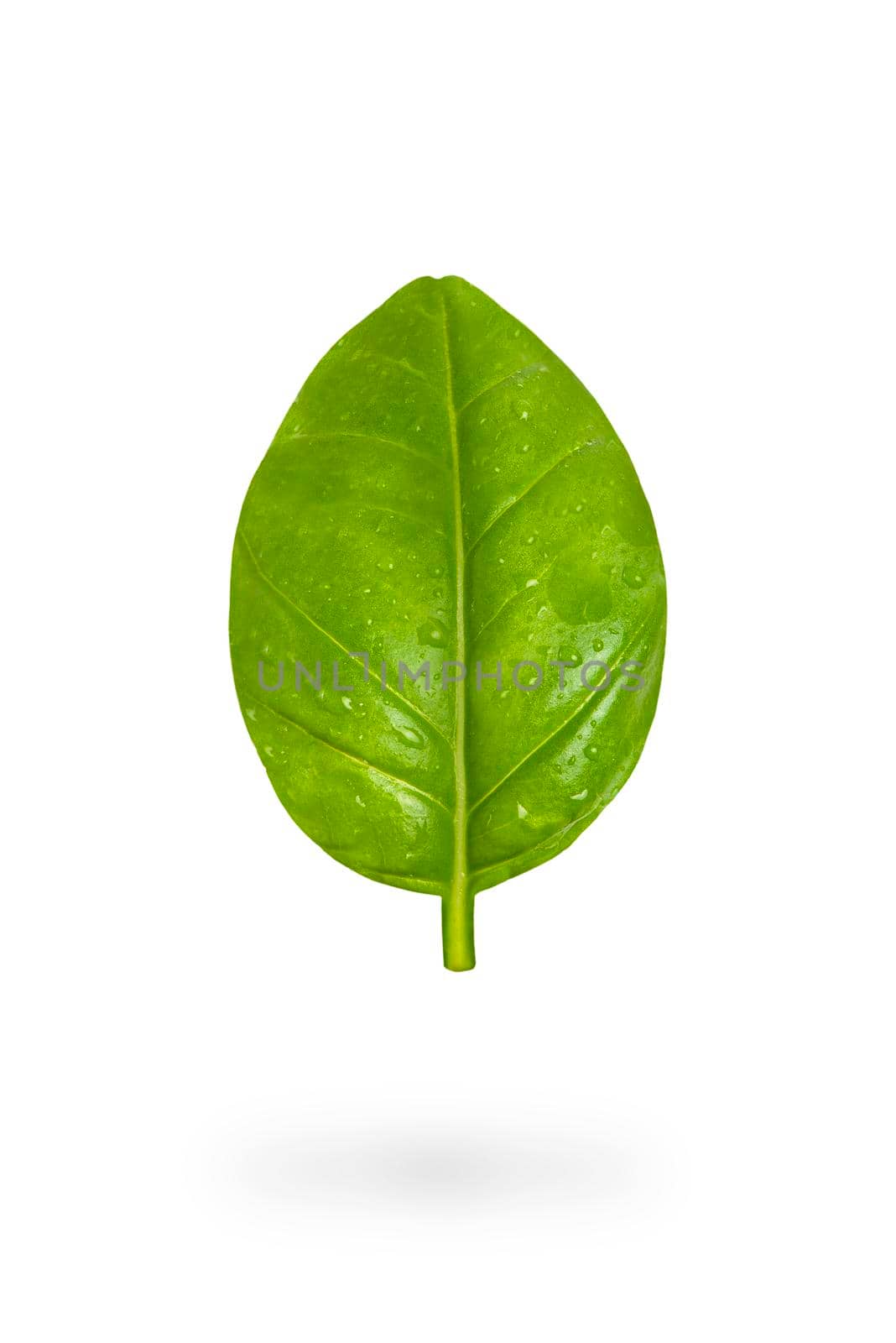 Fresh basil leaves on a white isolated background. A green basil leaf with water drops falls casting a shadow. Blank isolate for inserting a draft or label.