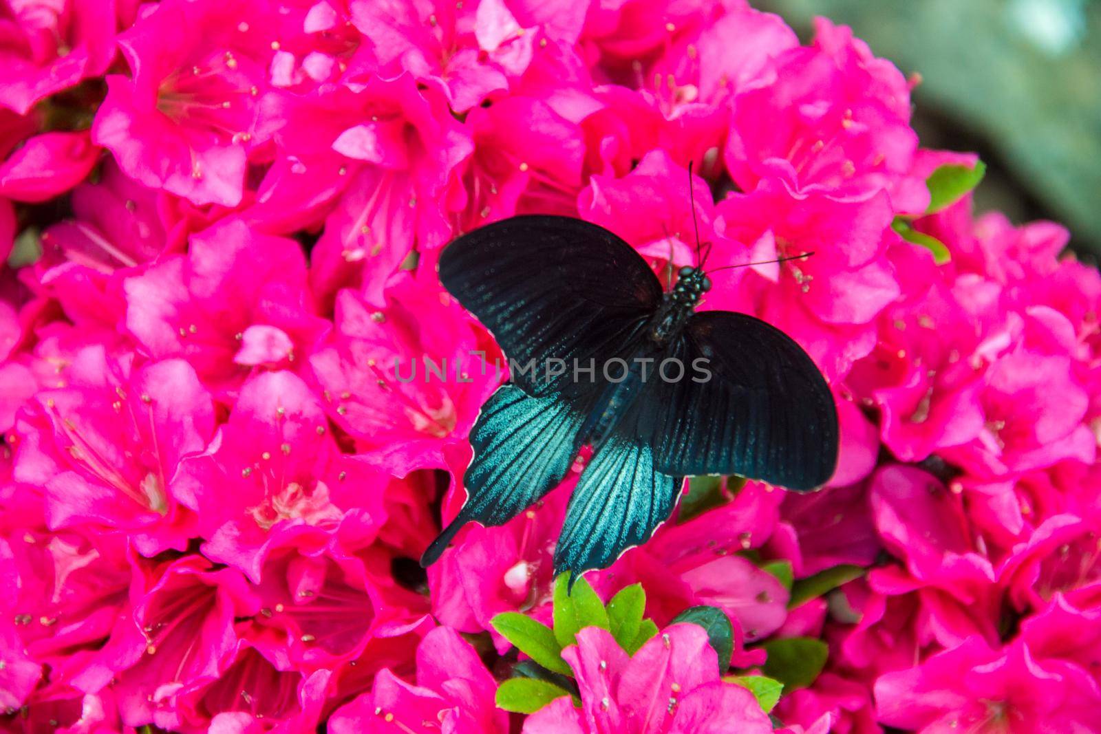 butterfly farm. butterflies on flowers and twigs. selective focus. nature.