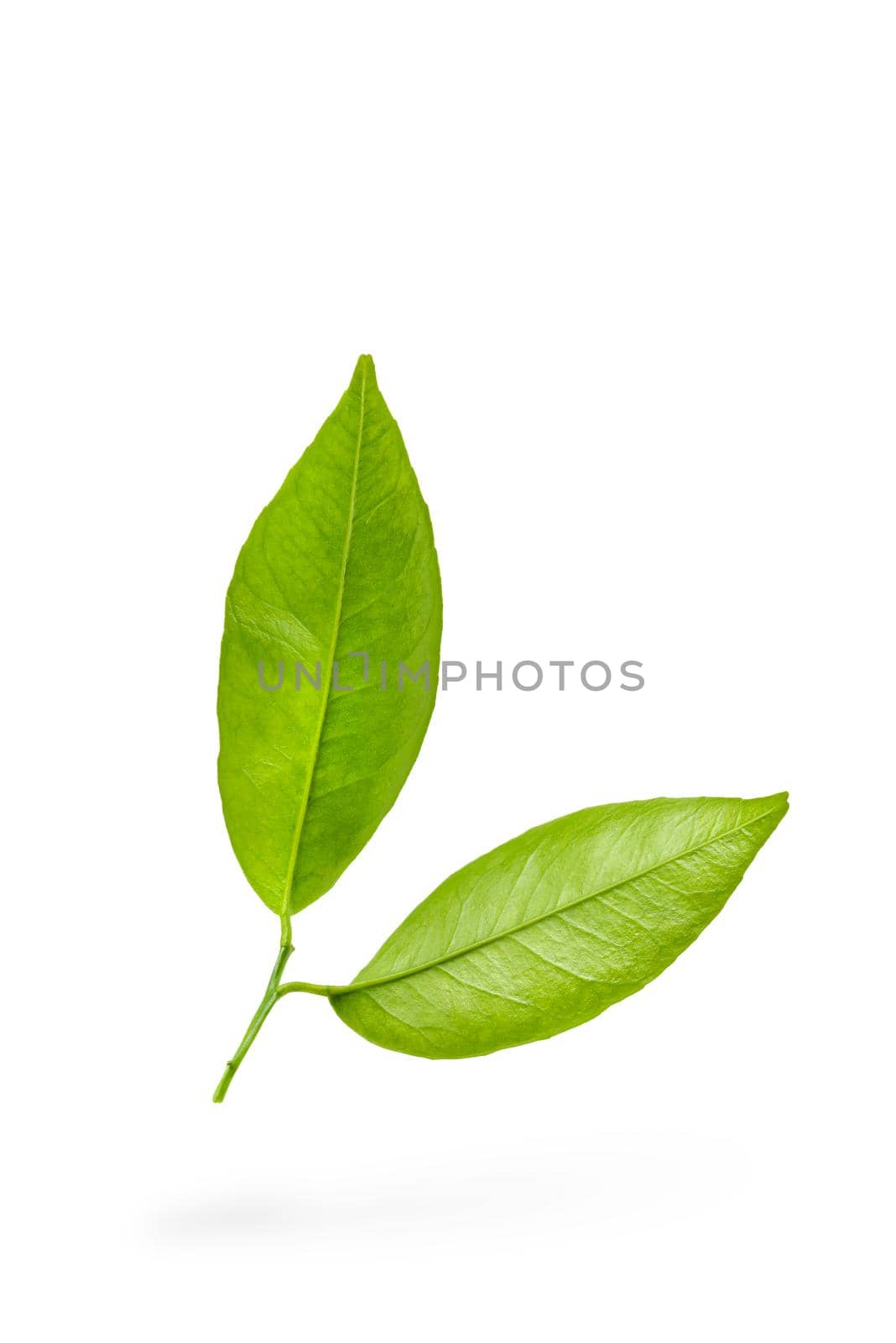 Mandarin leaves. Green leaves of a tangerine tree on a white isolated background. Two leaves dangle casting a shadow.