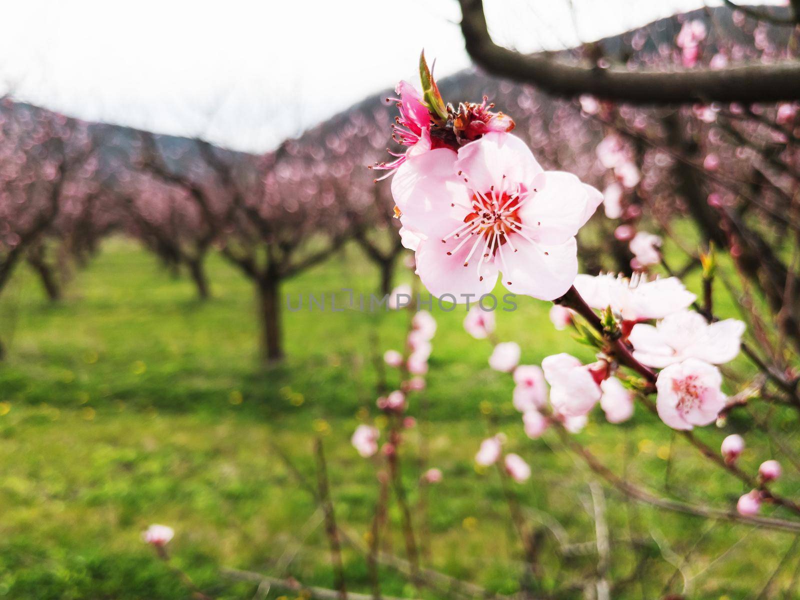 Young pink spring flowers of peach trees on southern plantations