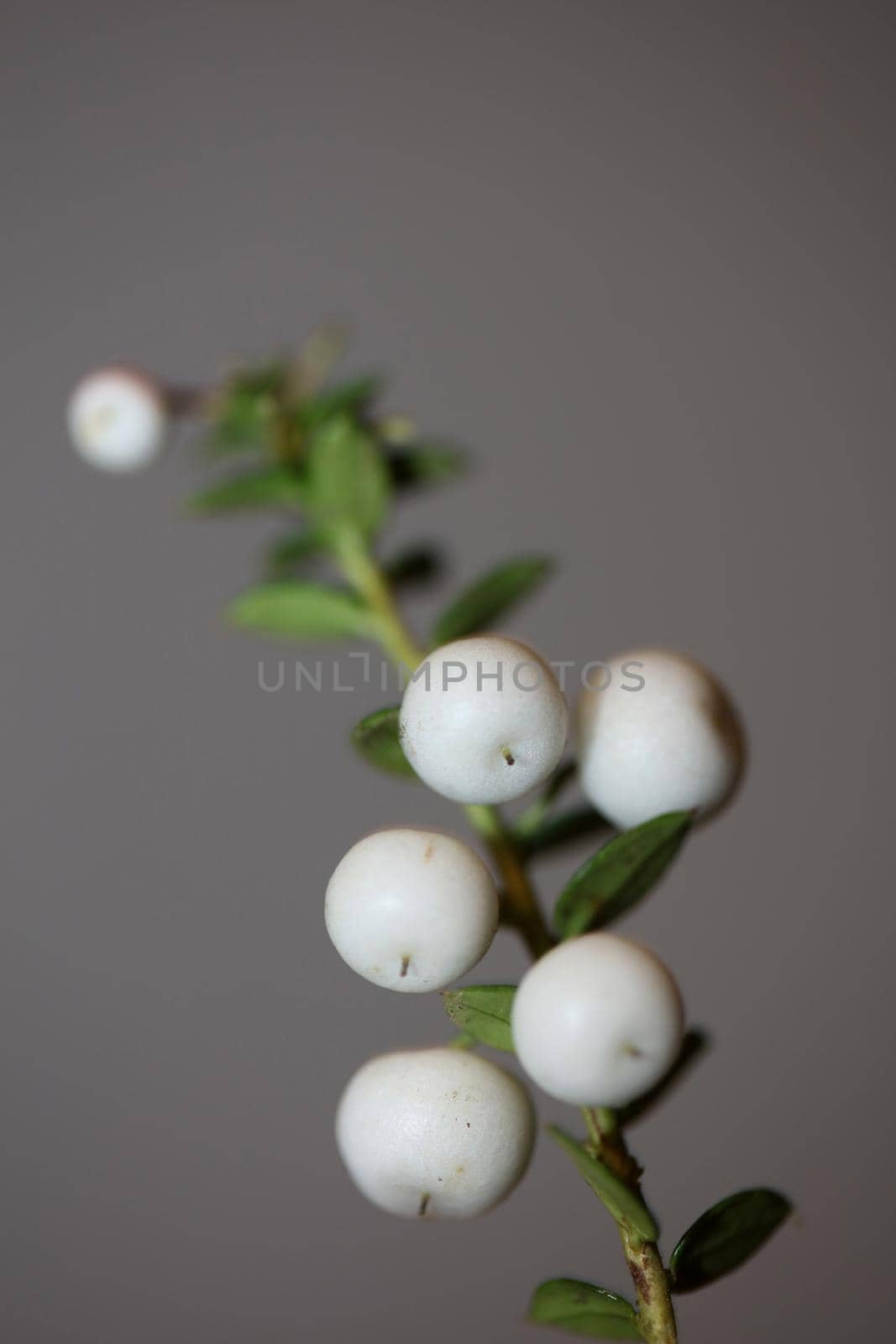 White round Gaultheria fruits close up botanical background family ericaceae high quality big size prints home decor shop wall poster by BakalaeroZz