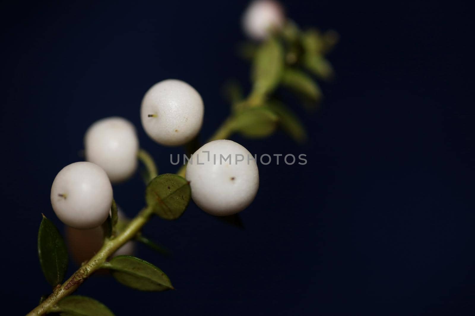 White round Gaultheria fruits close up botanical background family ericaceae high quality big size prints home decor shop wall posters