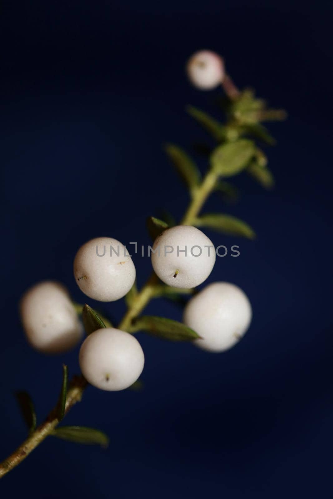 White round Gaultheria fruits close up botanical background family ericaceae high quality big size prints home decor shop wall posters