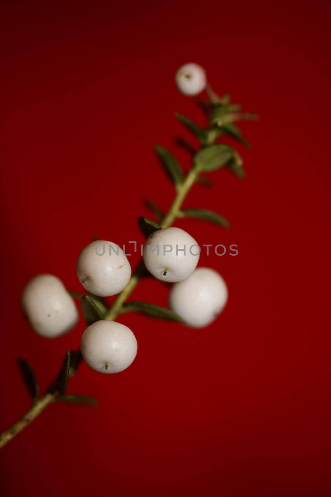 White round Gaultheria fruits close up botanical background family ericaceae high quality big size prints home decor shop wall posters