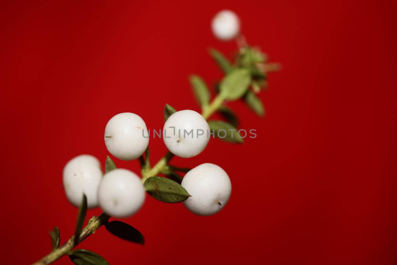 White round Gaultheria fruits close up botanical background family ericaceae high quality big size prints home decor shop wall poster by BakalaeroZz