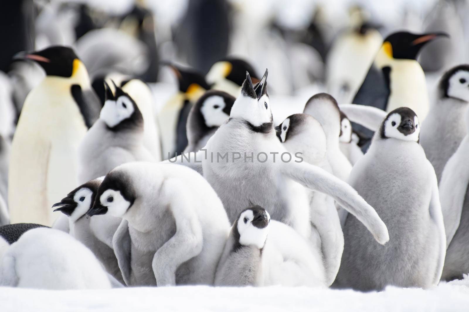 Emperor Penguins colony with chicks at Snow Hill Antarctica 2018