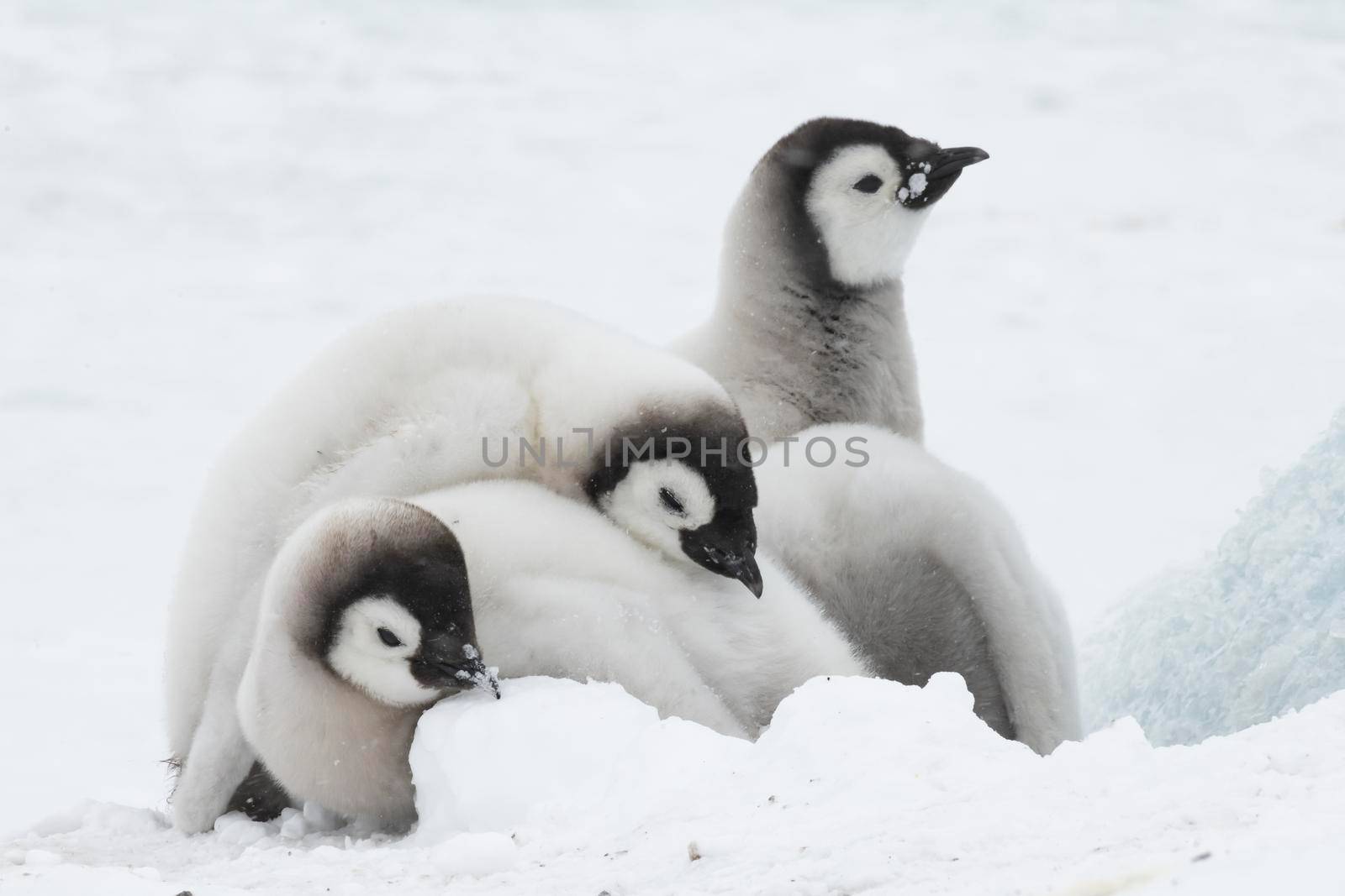 There Emperor Penguins chicks at Snow Hill Antarctica 2018