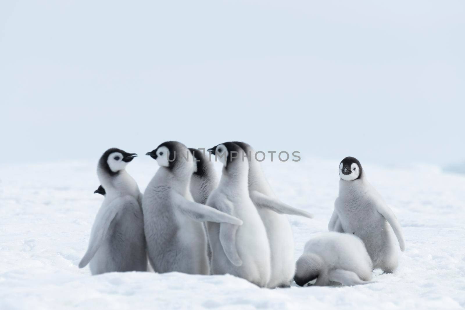 Emperor Penguins chicks at Snow Hill Antarctica 2018