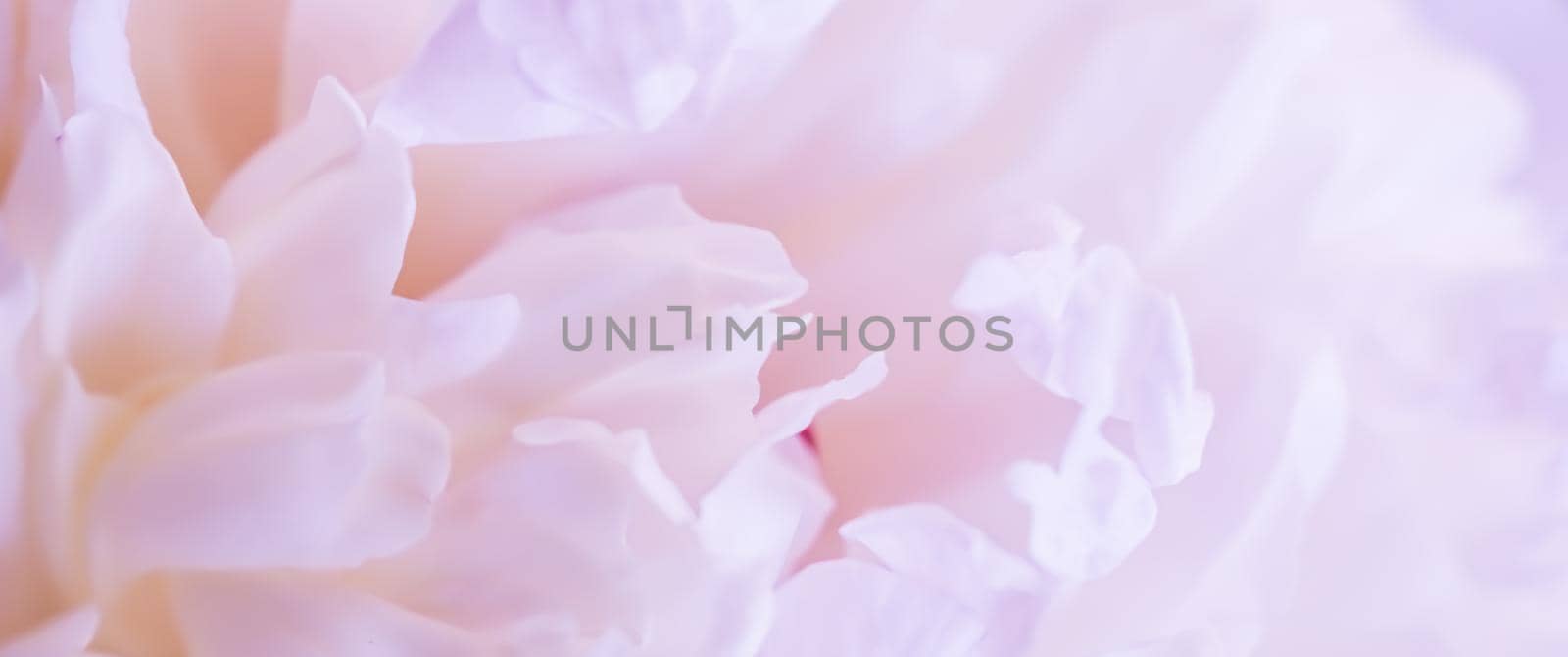 Soft focus, abstract floral background, pale pink peony flower petals by Olayola