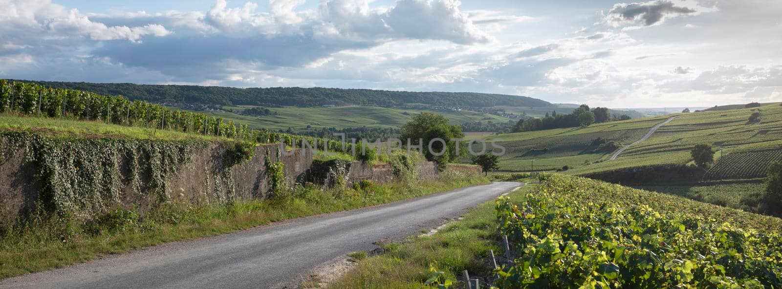 vineyards in marne valley south of reims in french region champagne ardenne by ahavelaar