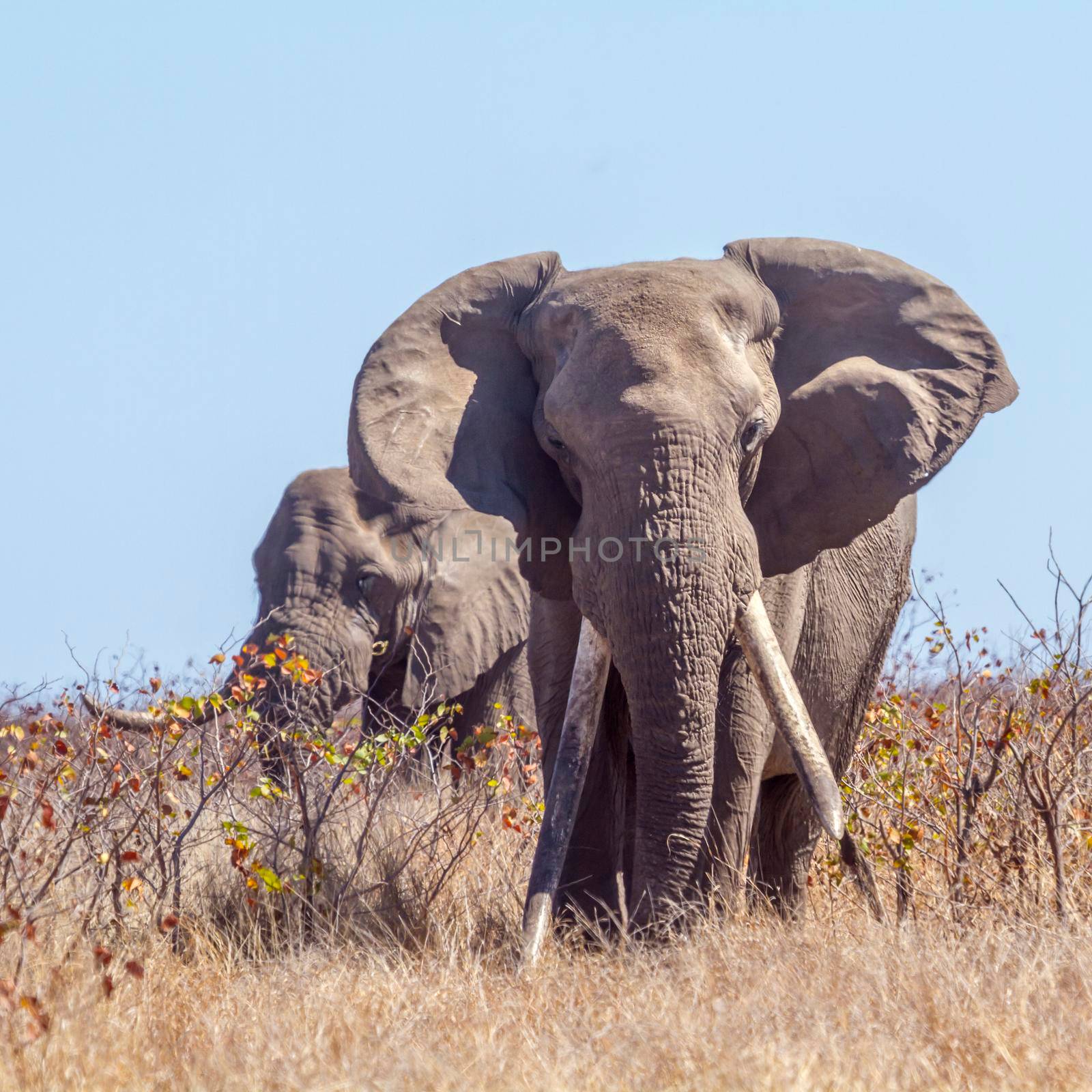 African bush elephant in Kruger National park, South Africa by PACOCOMO