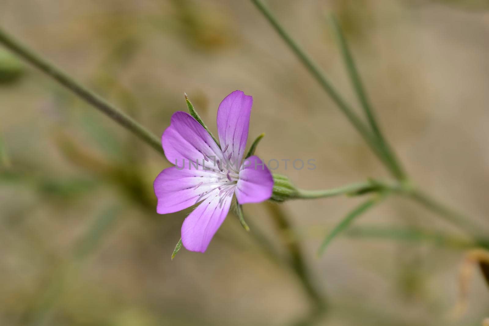 Common corn cockle flower - Latin name - Agrostemma githago