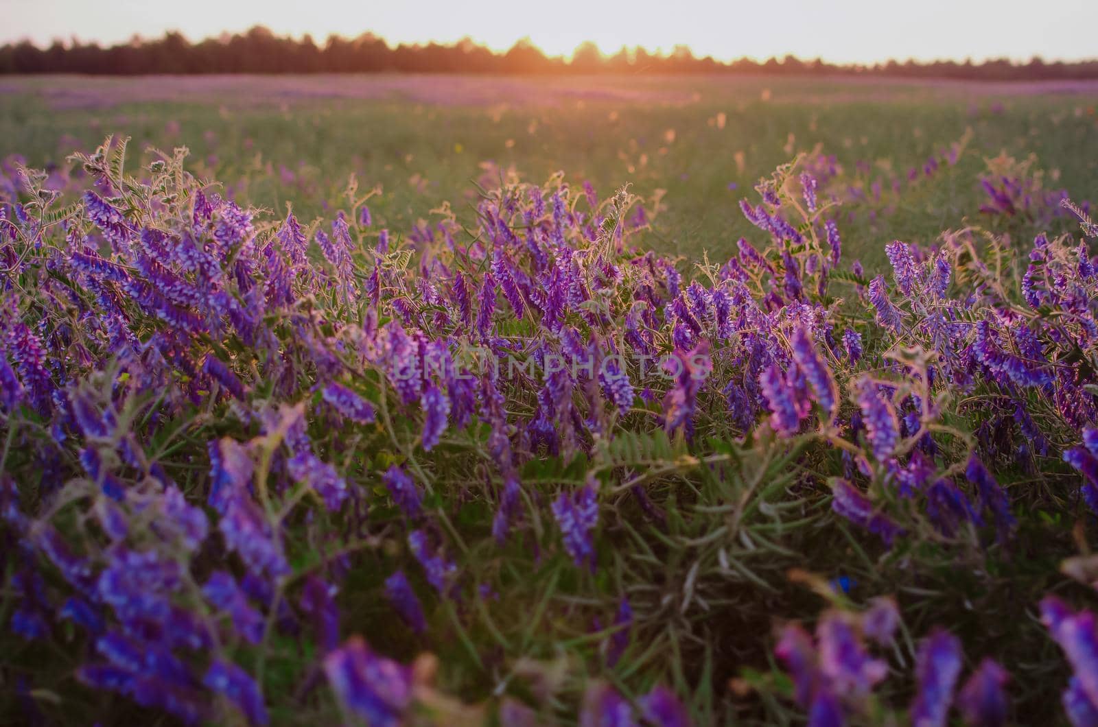 Purple lilac curly tall flowers in a field at sunset day. The sun is setting on the horizon. Summer green field with tall grass and plants.