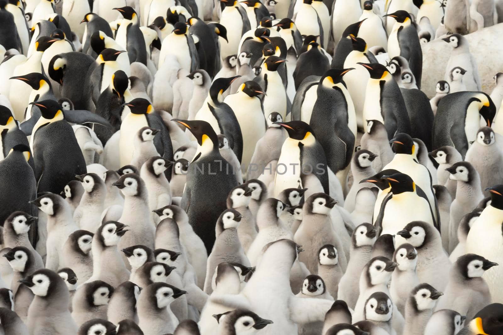 Emperor Penguins with chicks at Snow Hill, Antarctica 2018