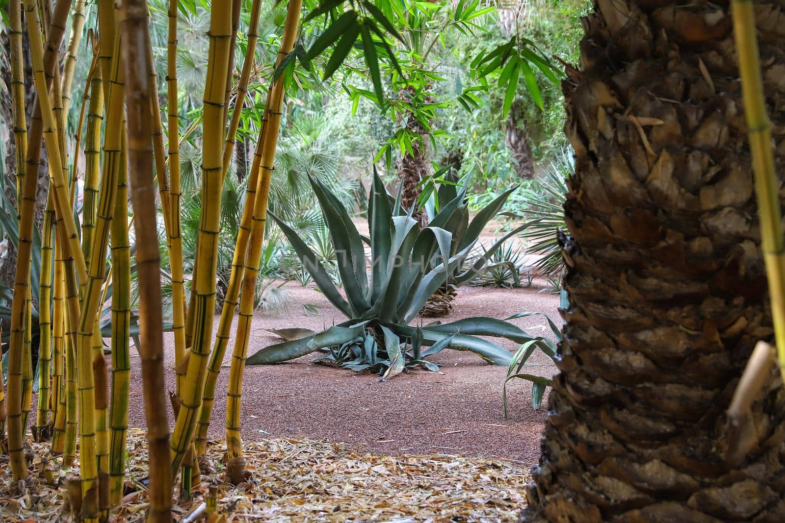 Cactuses in Majorelle Garden in Marrakech City, Morocco